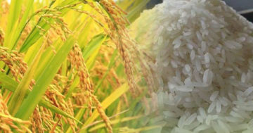 ข้าวไทย3