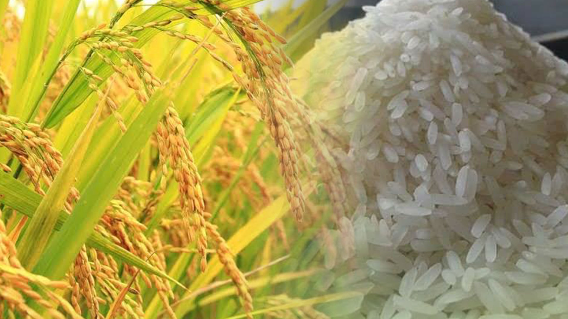 ข้าวไทย3
