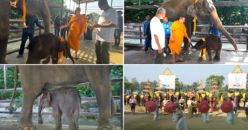 ช้าง