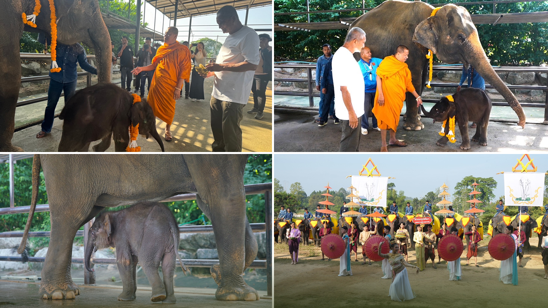 ช้าง