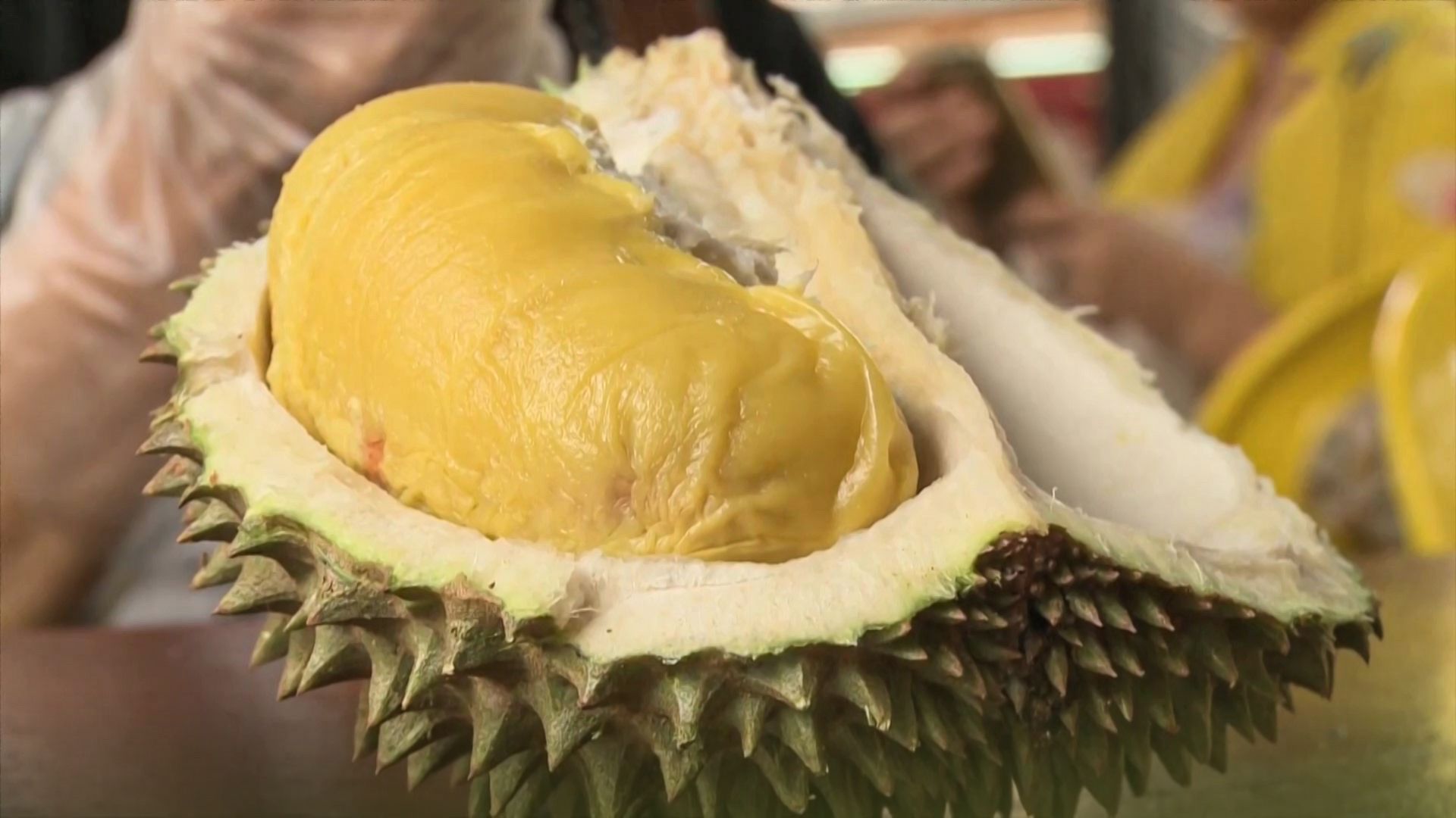 ทุเรียนมาเลเซียกรุ๊ป ลงนามข้อตกลงกับ JD.com SF Express เพื่อเปิดธุรกิจ B2C ส่งออกทุเรียนไปจีนตรงถึงผู้บริโภค หวังสร้างชื่อเสียงทุเรียนพันธุ์มูซังคิงในประเทศจีน 1 ทุเรียน2 1