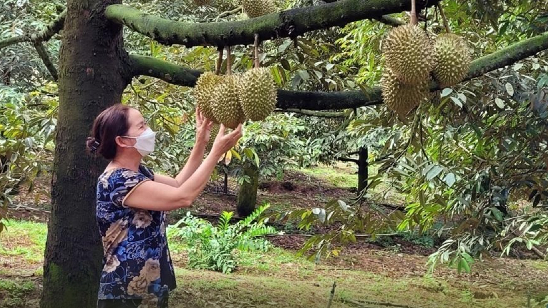 เวียดนามเผยส่งออก 'ผลผลิตการเกษตร' สู่ตลาดจีนเติบโตเร็ว ส่งออกทุเรียนของเวียดนามสู่จีนเพิ่มขึ้นถึงร้อยละ 161.8 1 ออก3