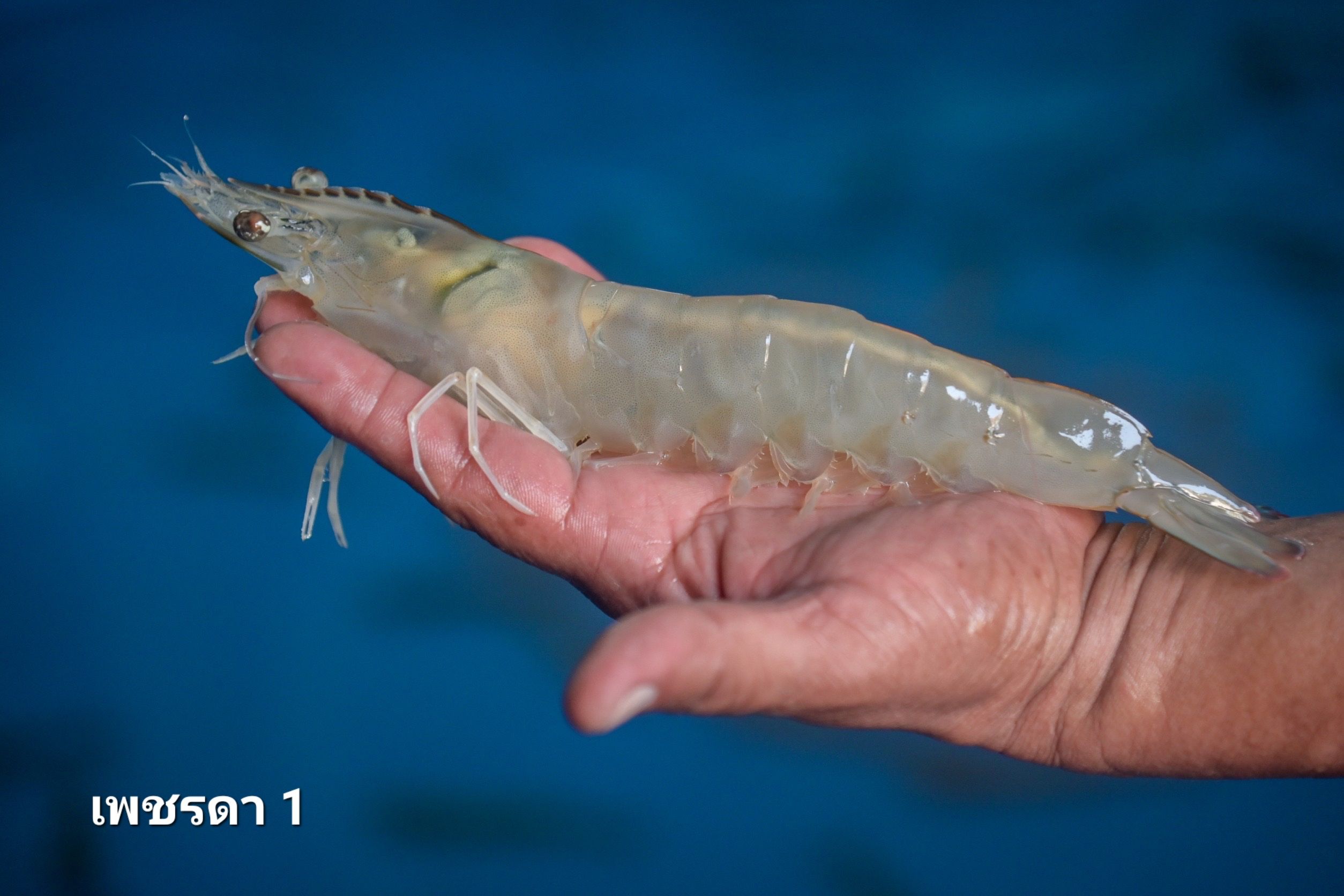 กรมประมงจับมือ สวก.ร่วมพัฒนางานวิจัยด้านการประมง แจ้งเกิด..กุ้งขาวแวนาไม 2 สายพันธุ์ใหม่ 312433