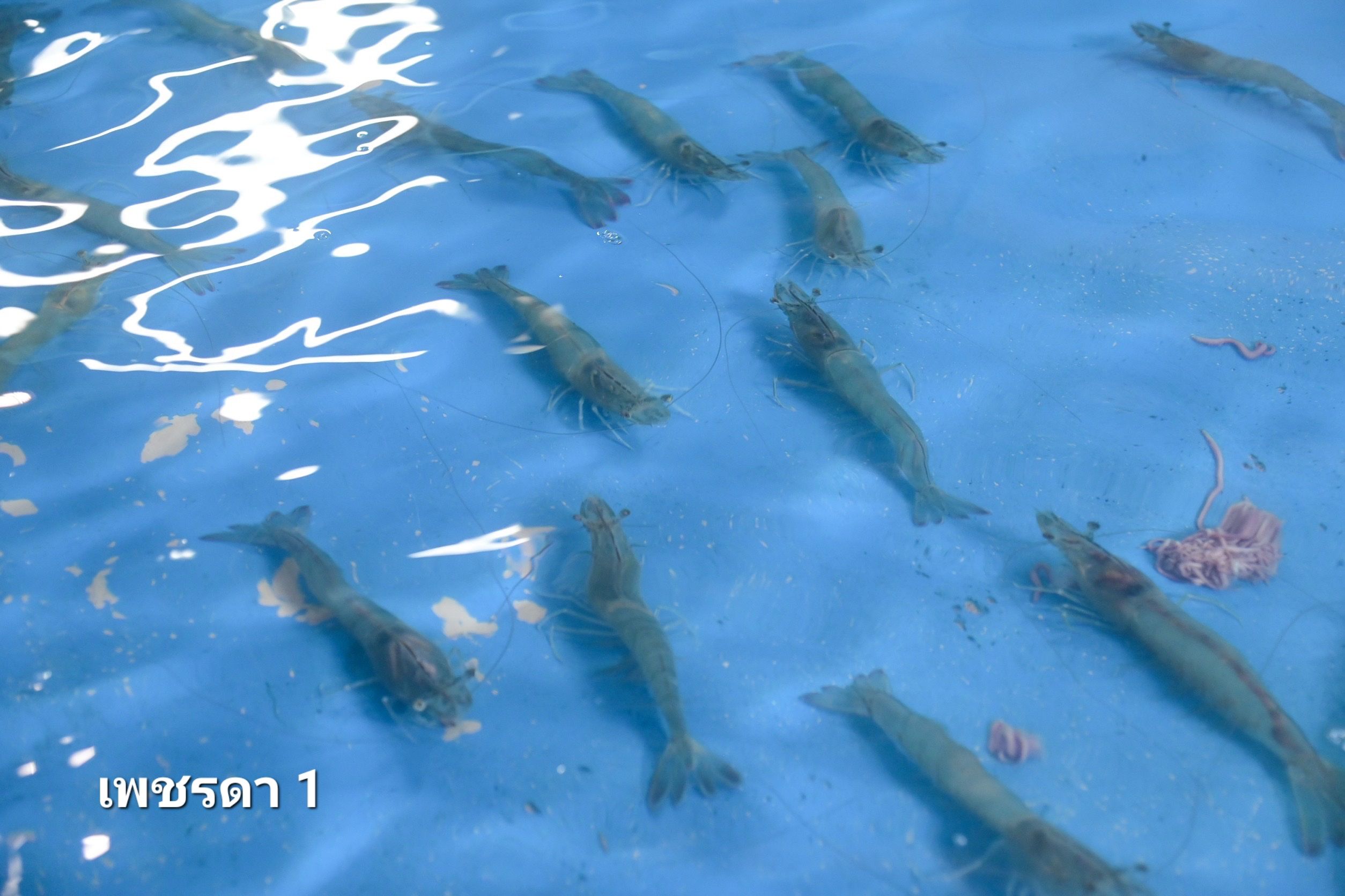 กรมประมงจับมือ สวก.ร่วมพัฒนางานวิจัยด้านการประมง แจ้งเกิด..กุ้งขาวแวนาไม 2 สายพันธุ์ใหม่ 312434