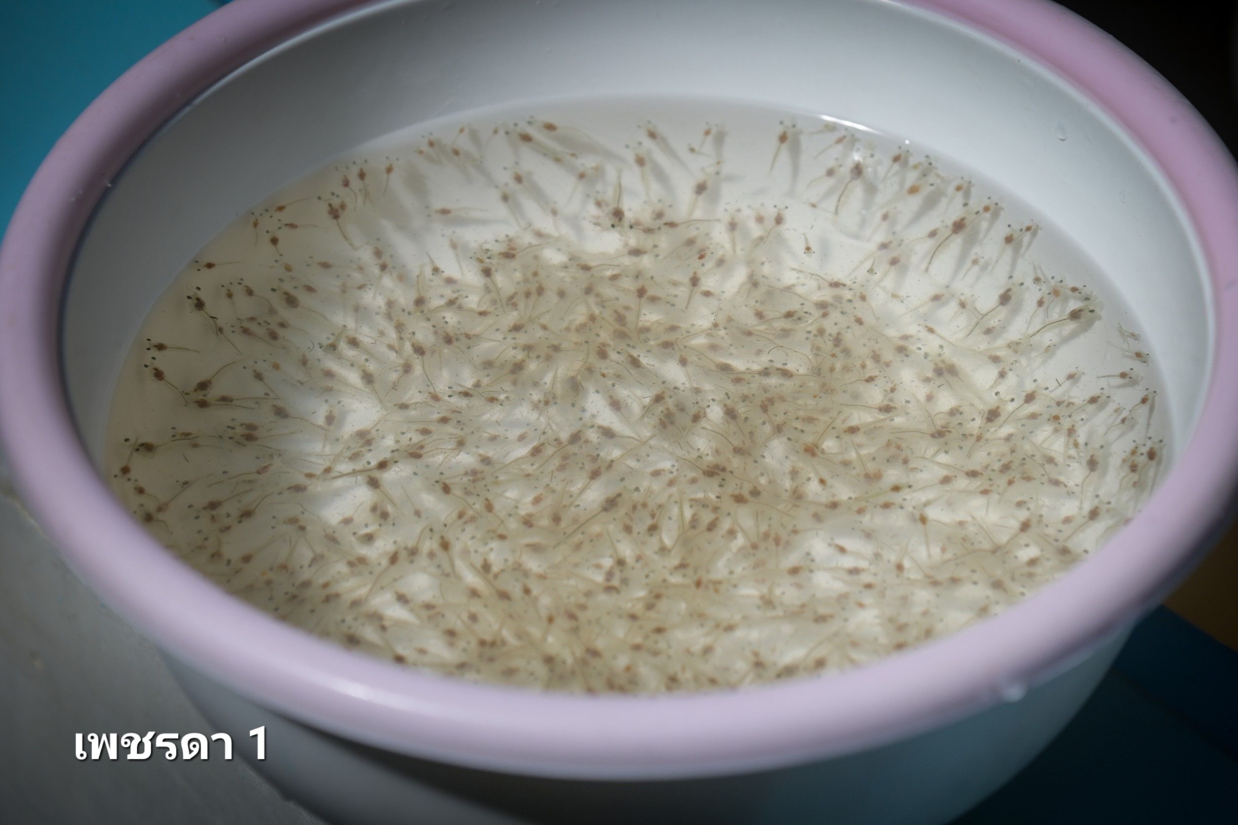 กรมประมงจับมือ สวก.ร่วมพัฒนางานวิจัยด้านการประมง แจ้งเกิด..กุ้งขาวแวนาไม 2 สายพันธุ์ใหม่ 312435