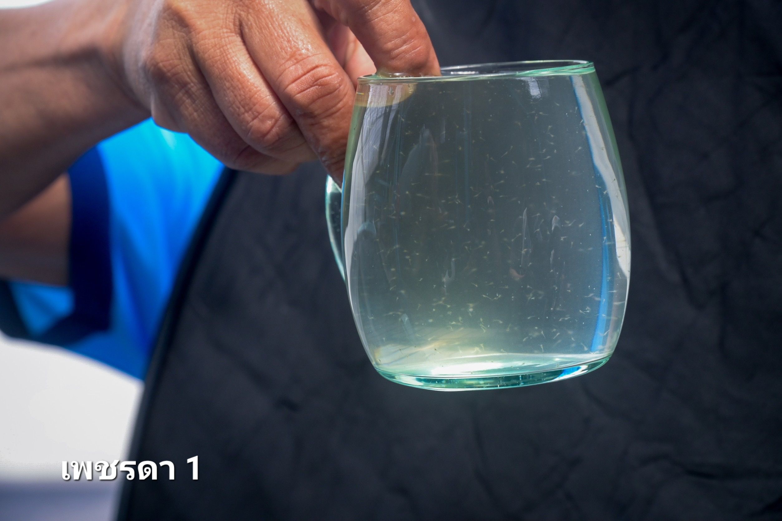 กรมประมงจับมือ สวก.ร่วมพัฒนางานวิจัยด้านการประมง แจ้งเกิด..กุ้งขาวแวนาไม 2 สายพันธุ์ใหม่ 312436