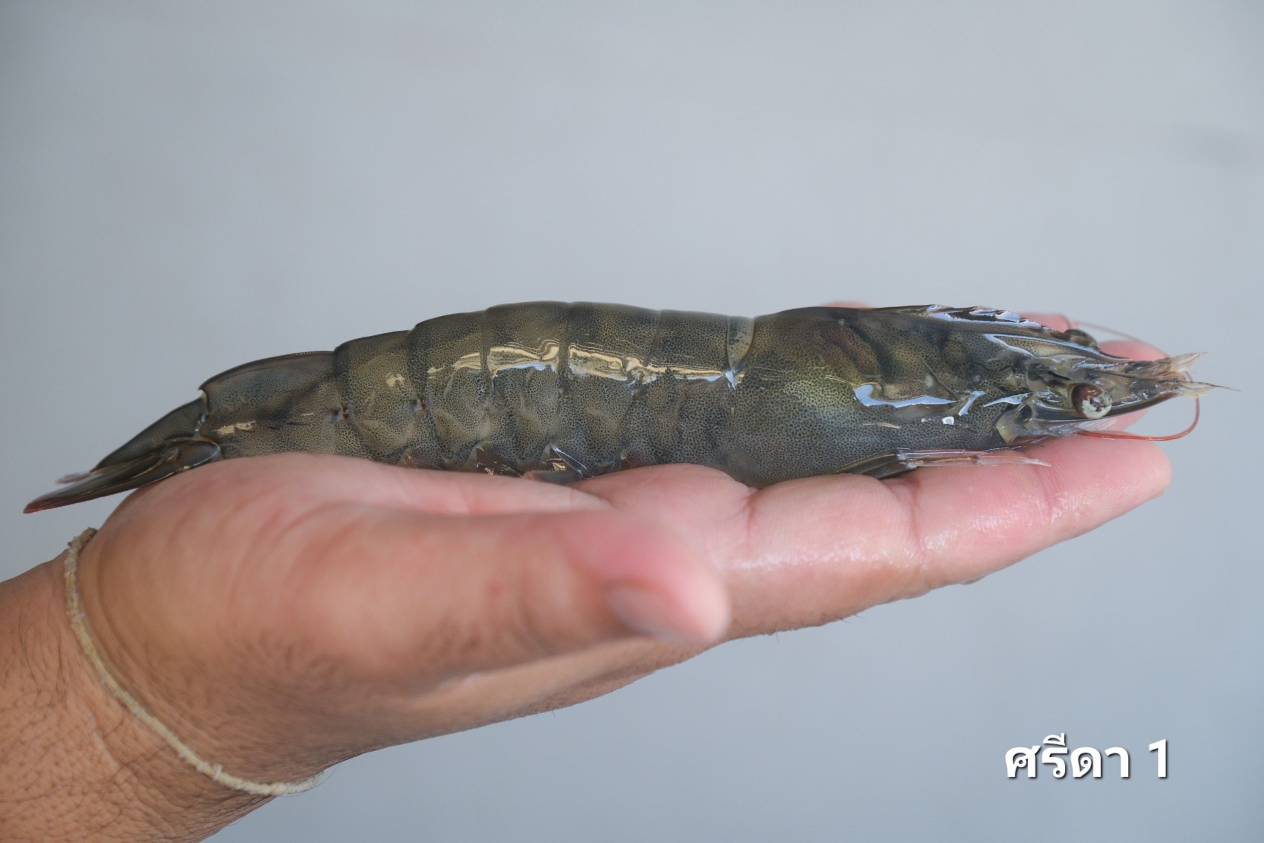 กรมประมงจับมือ สวก.ร่วมพัฒนางานวิจัยด้านการประมง แจ้งเกิด..กุ้งขาวแวนาไม 2 สายพันธุ์ใหม่ 312437