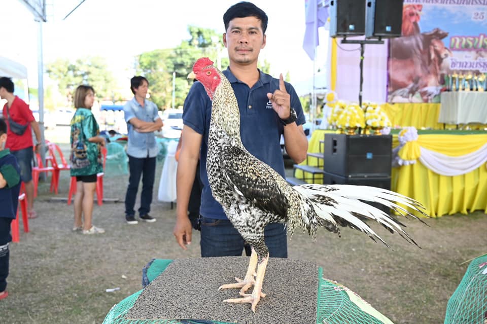 รมว.เกษตรฯธรรมนัส มอบรางวัลประกวดไก่พื้นเมืองสวยงาม งานมหกรรมสินค้าเกษตรมูลค่าสูง ครั้งที่ 1 ภายใต้งานมหกรรมการเกษตรและท่องเที่ยวถนนสายดอกไม้งามริมกว๊านพะเยา 7 415861800 683672710542326 3655268682026466416 n