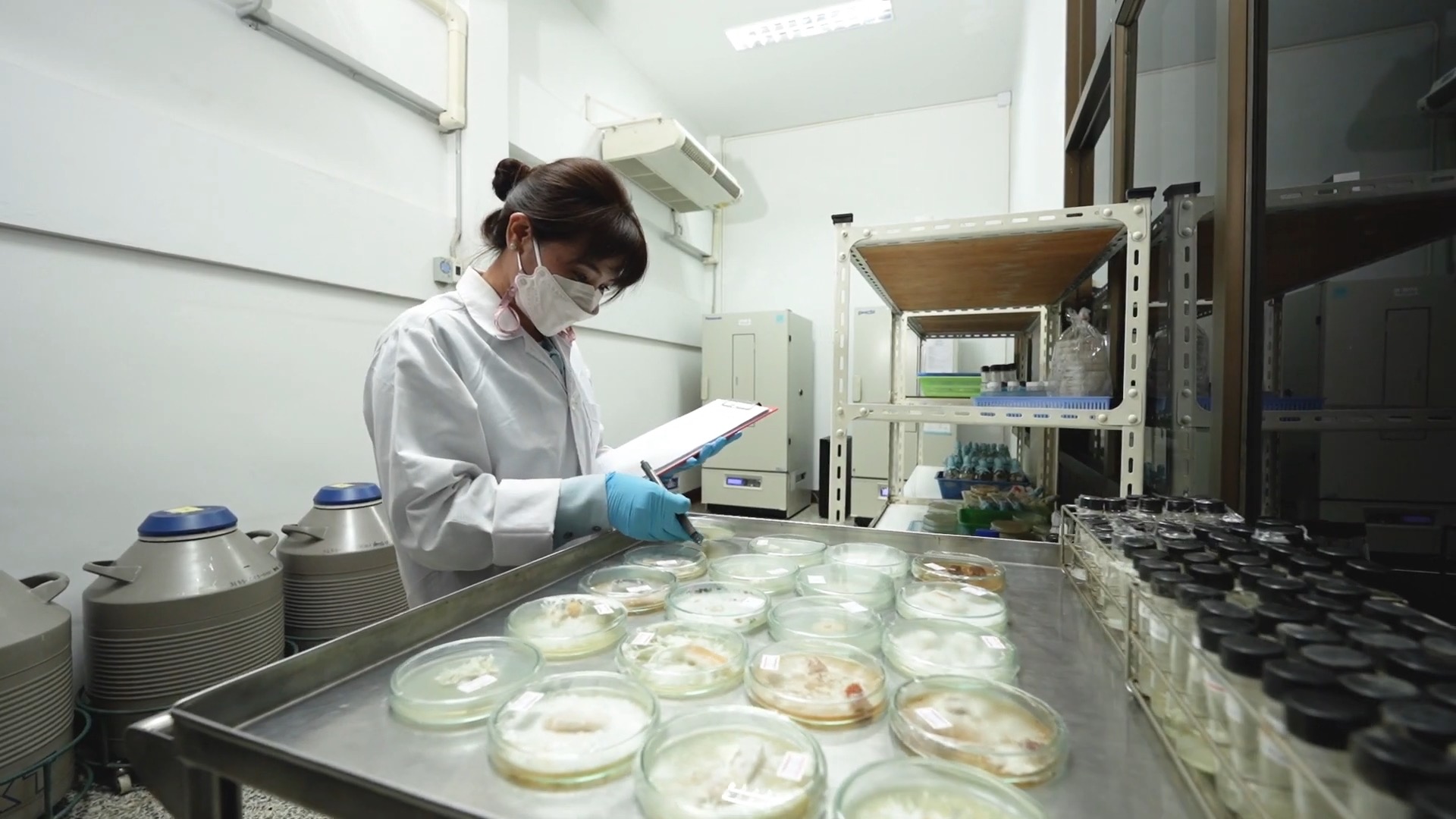 ศูนย์รวบรวมเชื้อพันธุ์เห็ดแห่งประเทศไทย หนุนอาชีพเพาะเห็ด ให้บริการเชื้อเห็ดสายพันธุ์ดี 27 ชนิด 41 สายพันธุ์ 5 IMG 8918