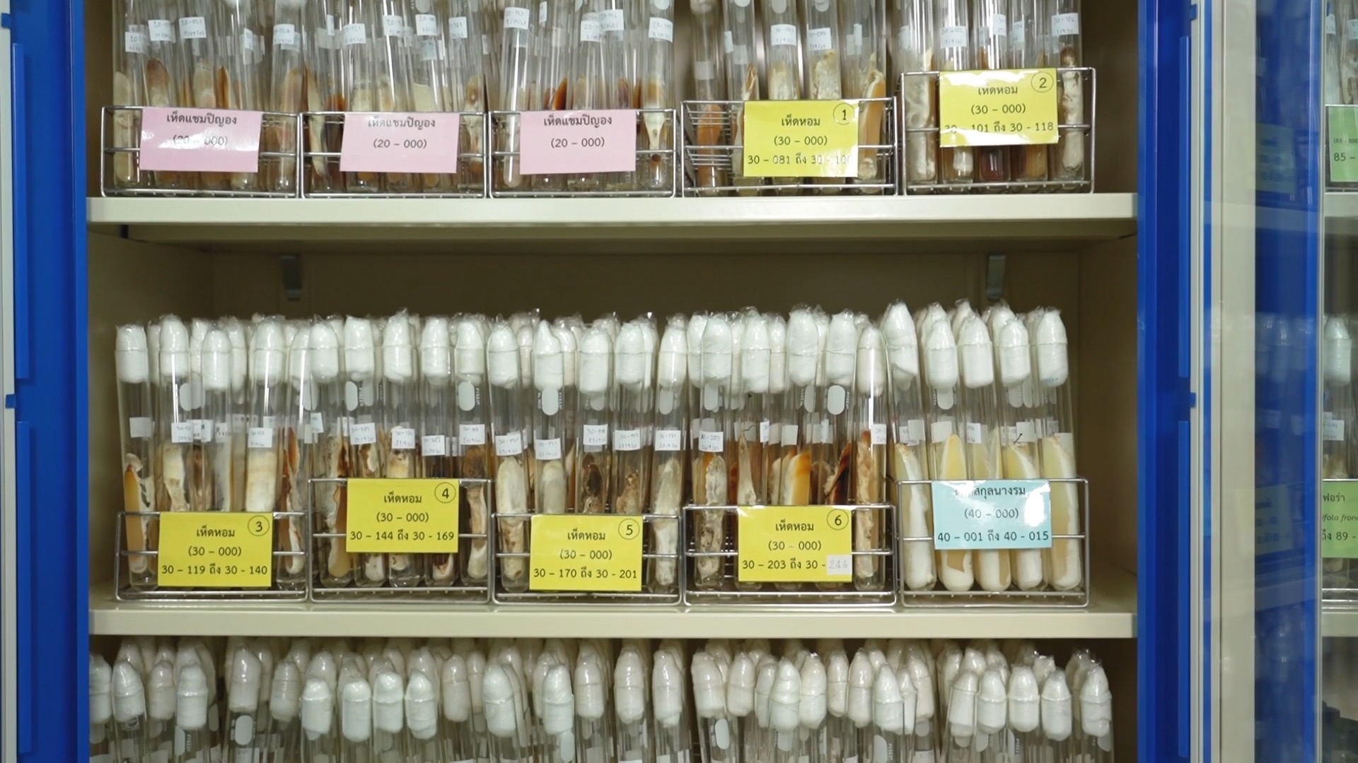 ศูนย์รวบรวมเชื้อพันธุ์เห็ดแห่งประเทศไทย หนุนอาชีพเพาะเห็ด ให้บริการเชื้อเห็ดสายพันธุ์ดี 27 ชนิด 41 สายพันธุ์ 2 IMG 8921