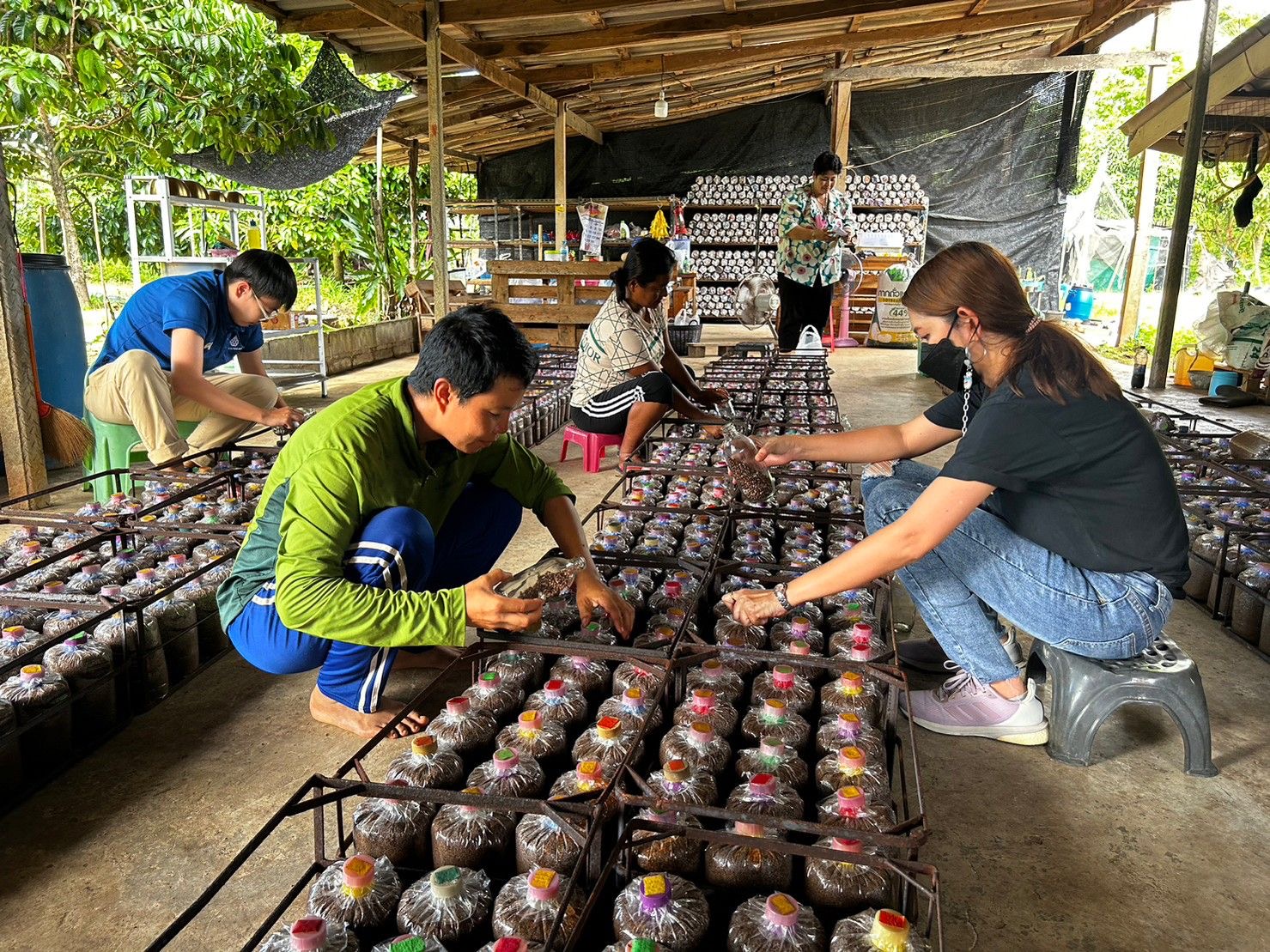 ศูนย์รวบรวมเชื้อพันธุ์เห็ดแห่งประเทศไทย หนุนอาชีพเพาะเห็ด ให้บริการเชื้อเห็ดสายพันธุ์ดี 27 ชนิด 41 สายพันธุ์ 3 IMG 8923