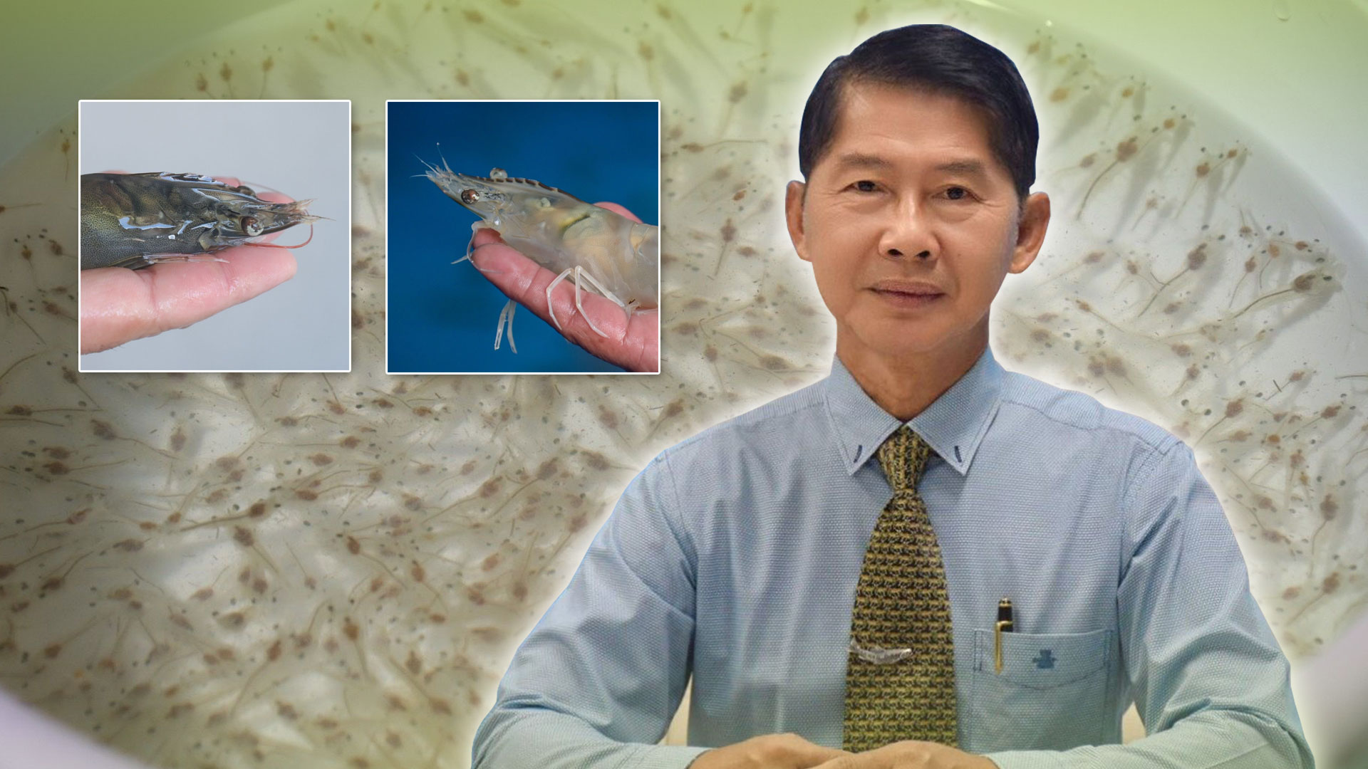 กรมประมงจับมือ สวก.ร่วมพัฒนางานวิจัยด้านการประมง แจ้งเกิด..กุ้งขาวแวนาไม 2 สายพันธุ์ใหม่ กุ้งขาว3 i