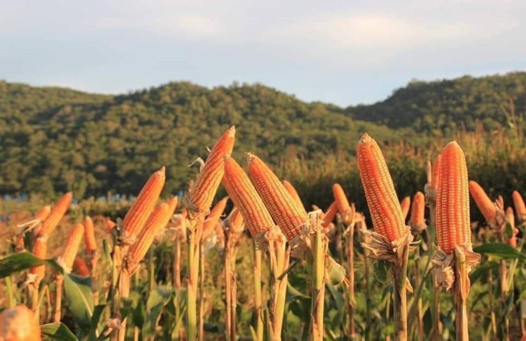 S 74752088
