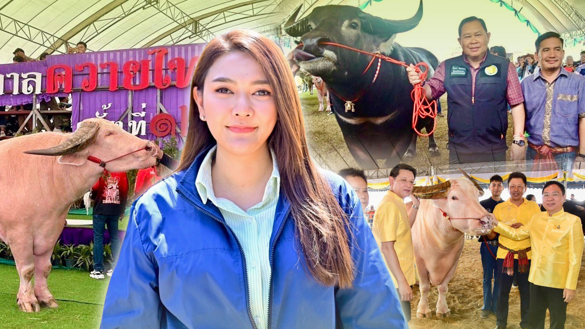 ควายไทย3 เกษตร
