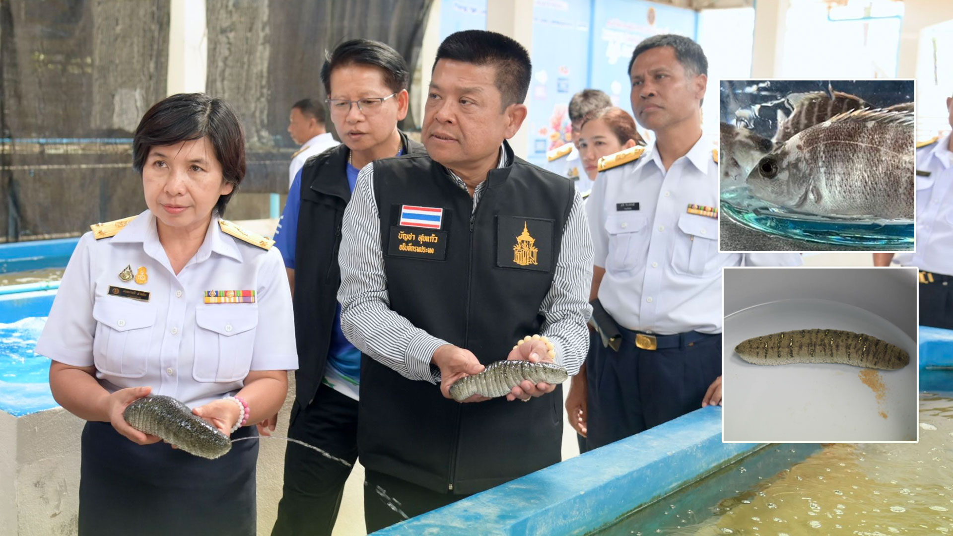 ปลิงขาวกะพงแดง3