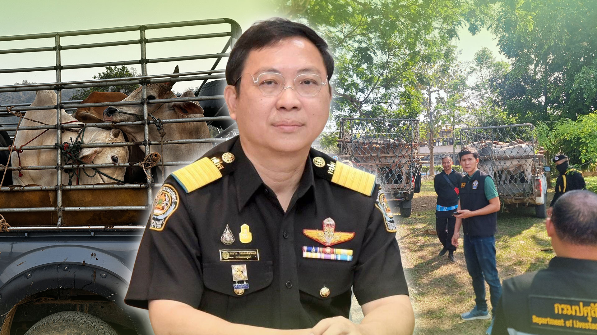 รถขนวัวเถื่อน3