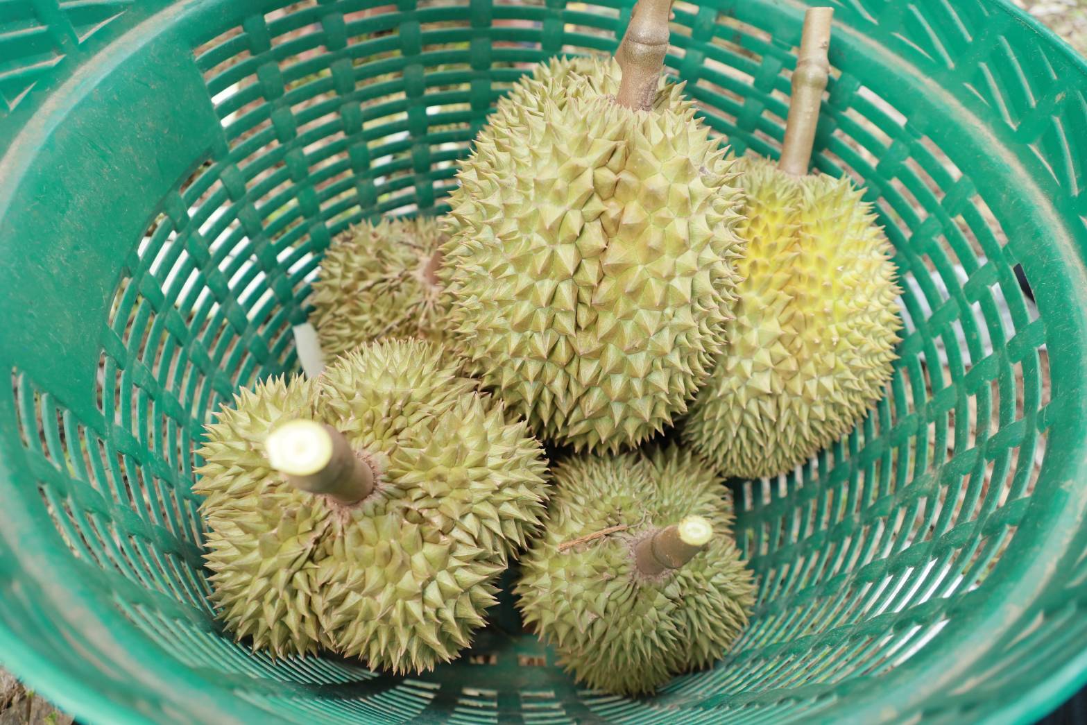 เปิดฤดูกาลผลไม้อัตลักษณ์ต้นแบบ ดึงจุดเด่นแหล่งกำเนิด สร้างมูลค่าเพิ่มให้กับสินค้าเกษตร 5 230234