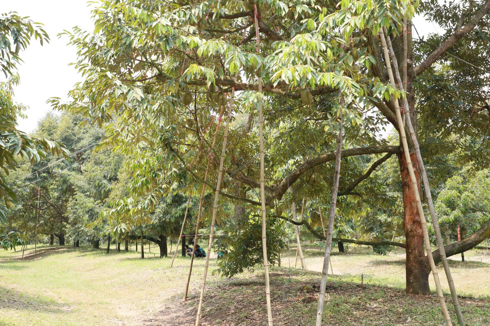 เปิดฤดูกาลผลไม้อัตลักษณ์ต้นแบบ ดึงจุดเด่นแหล่งกำเนิด สร้างมูลค่าเพิ่มให้กับสินค้าเกษตร 4 230315