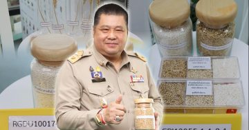 ข้าวพันธุ์