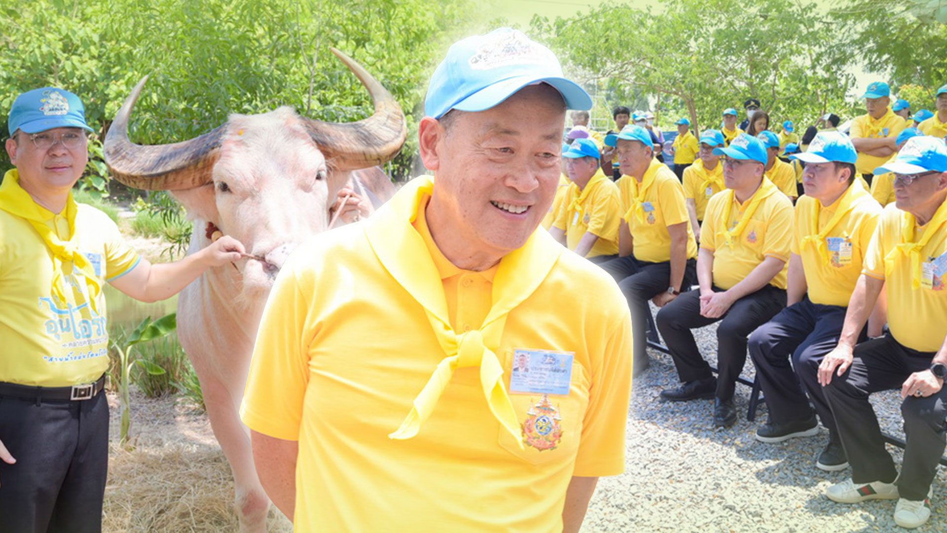 โครงการอนุรักษ์และพัฒนากระบือไทย3