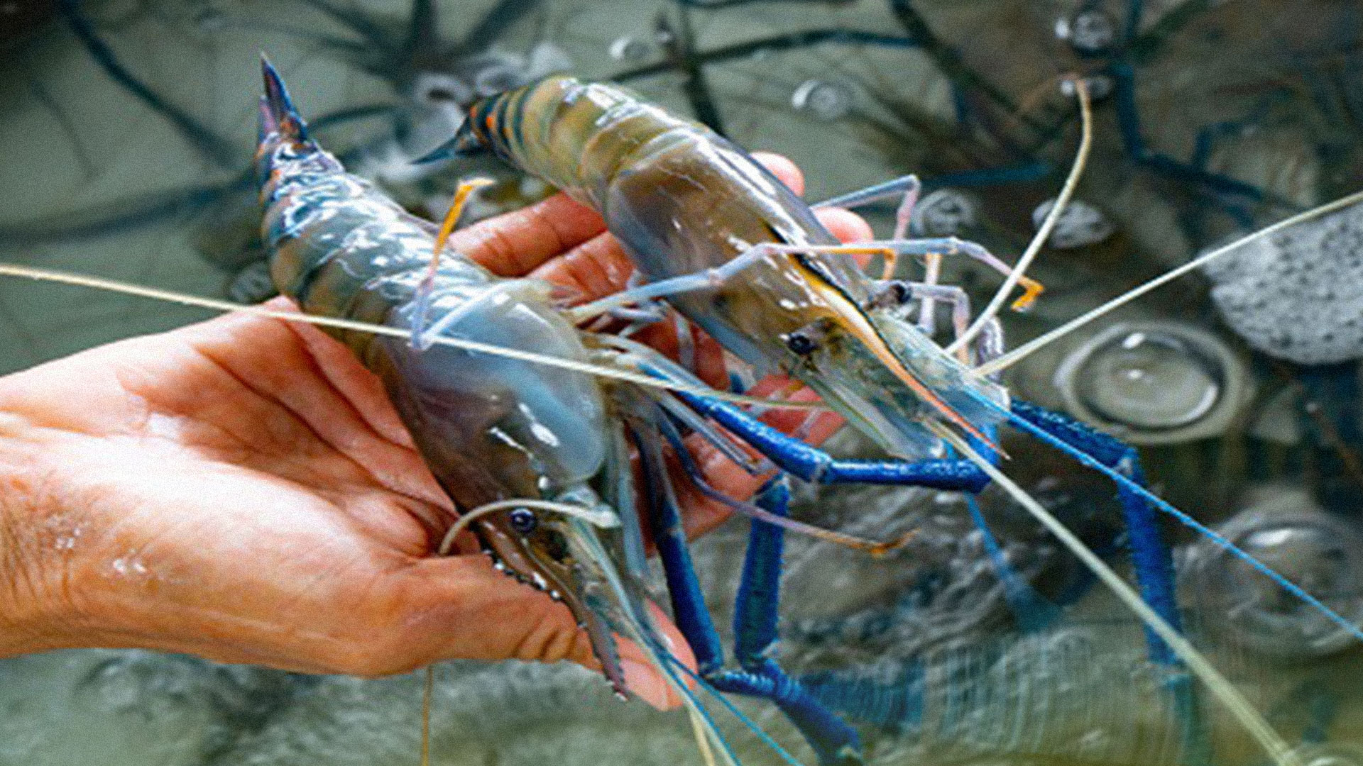 กุ้งแม่น้ำ3