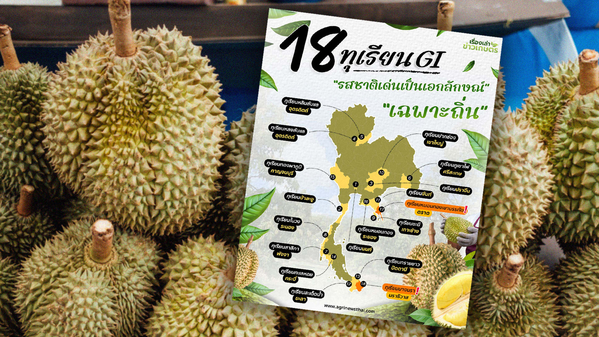 18ทุเรียนจีไอ5