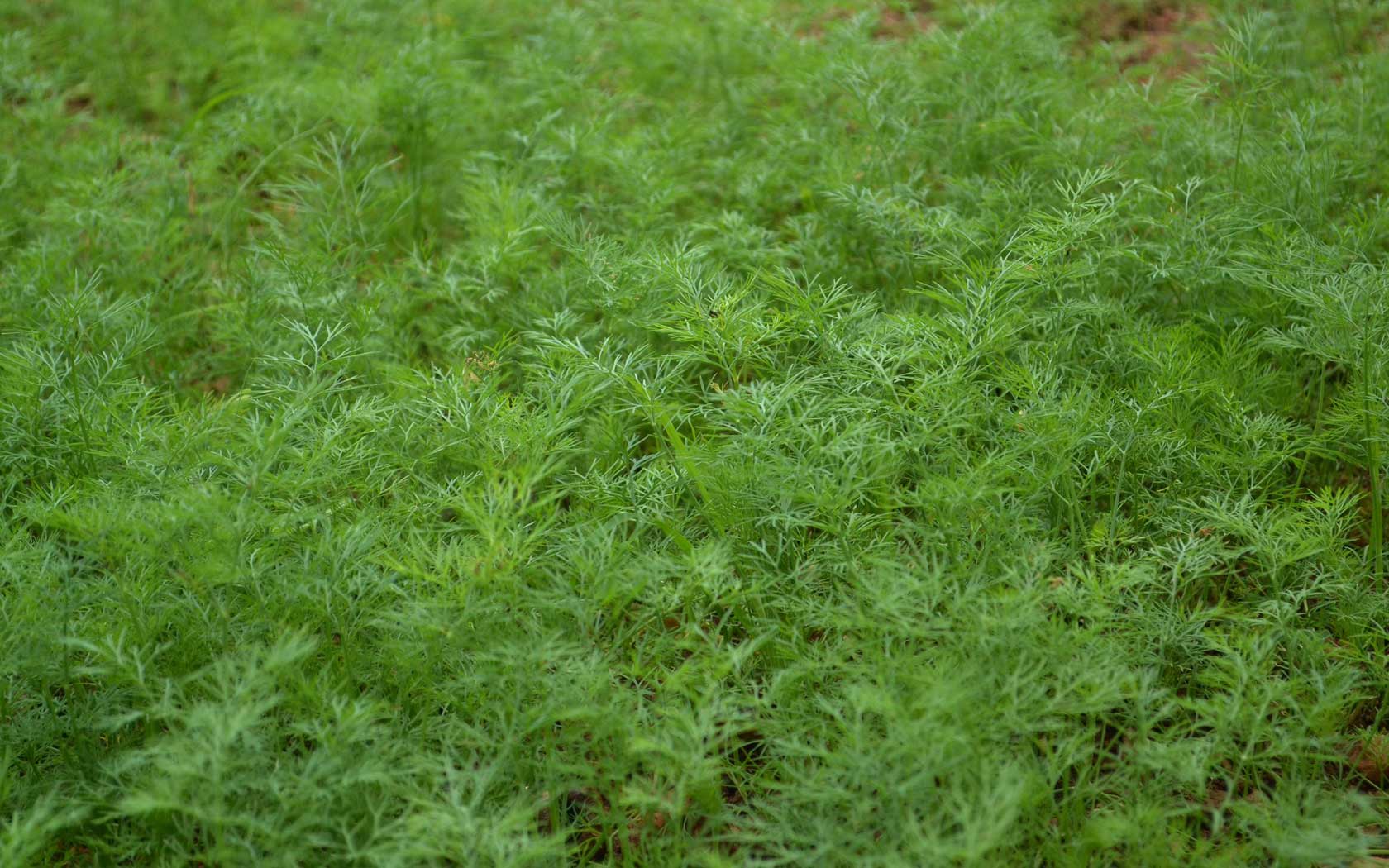 Anethum graveolens 1
