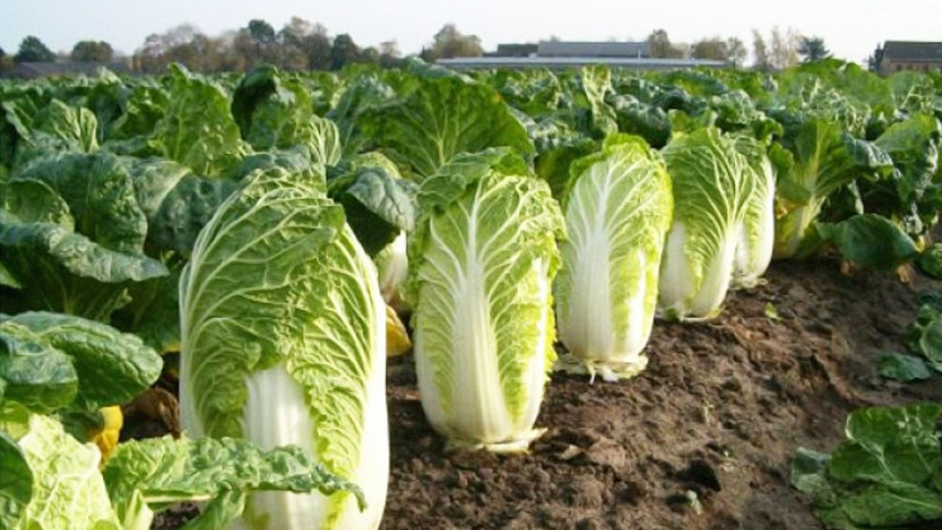 ผักกาดขาว2 1