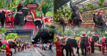 สวนนงนุชพัทยา2