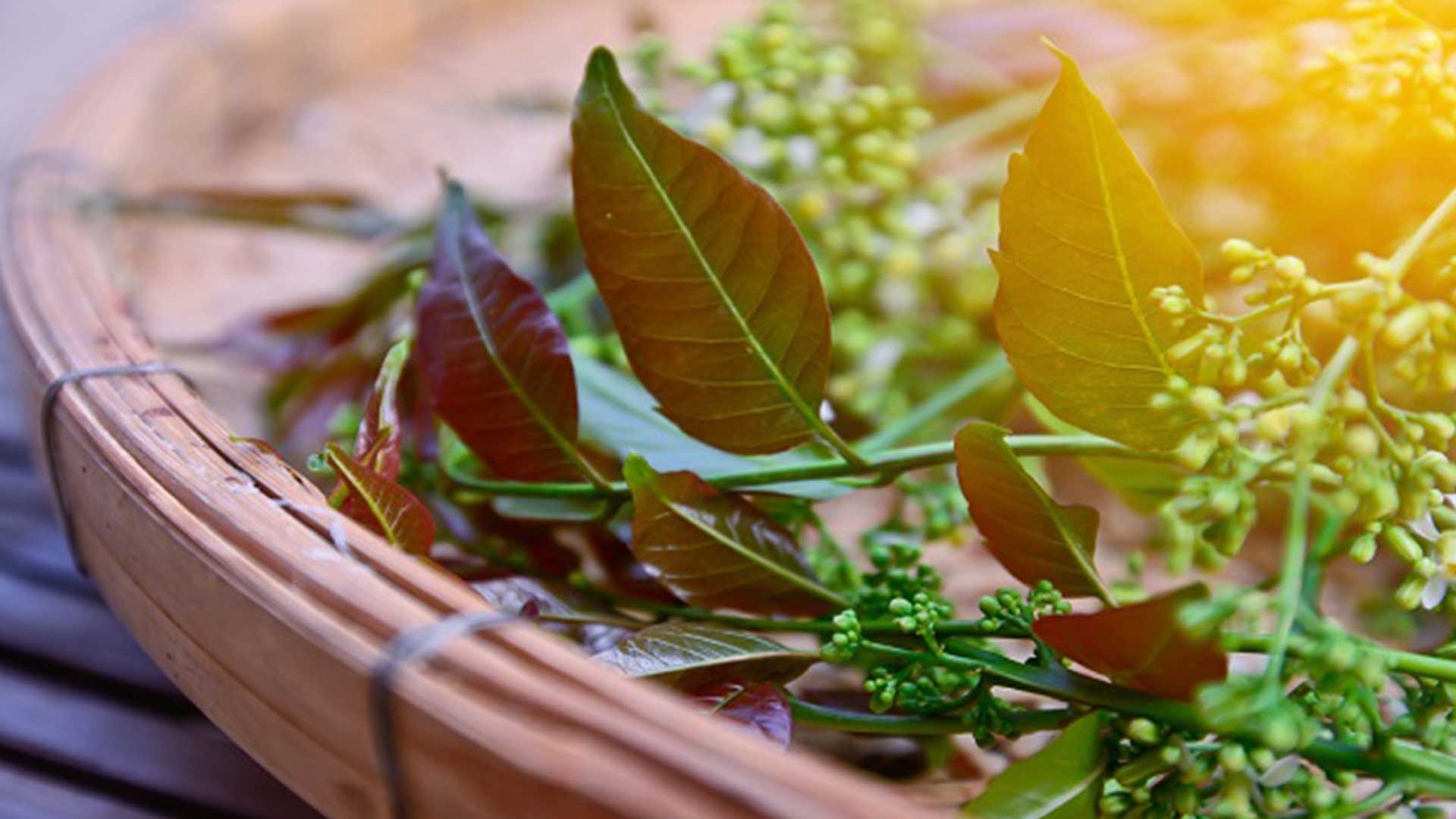 สะเดามันทวาย3