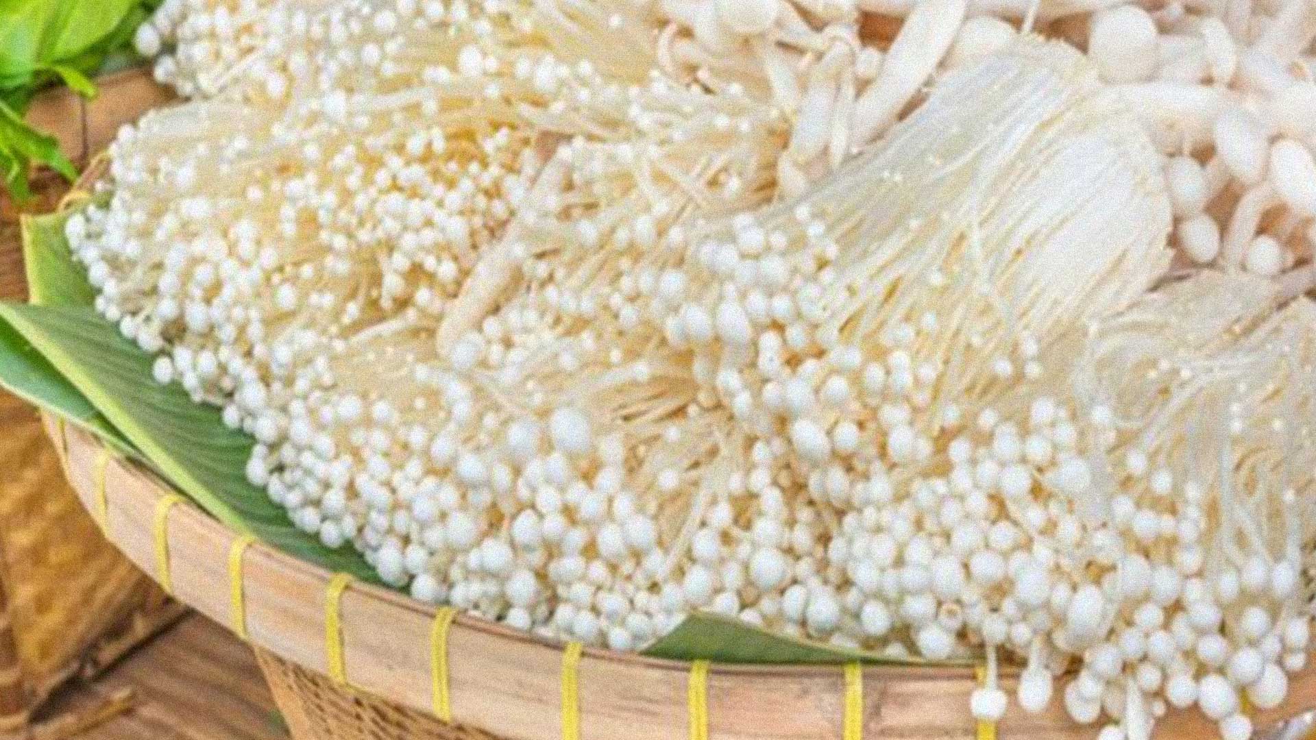 "เห็ดเข็มทอง" เห็ดยอดนิยมของคนเอเชีย 2 เห็ดเข็มทอง3ออ