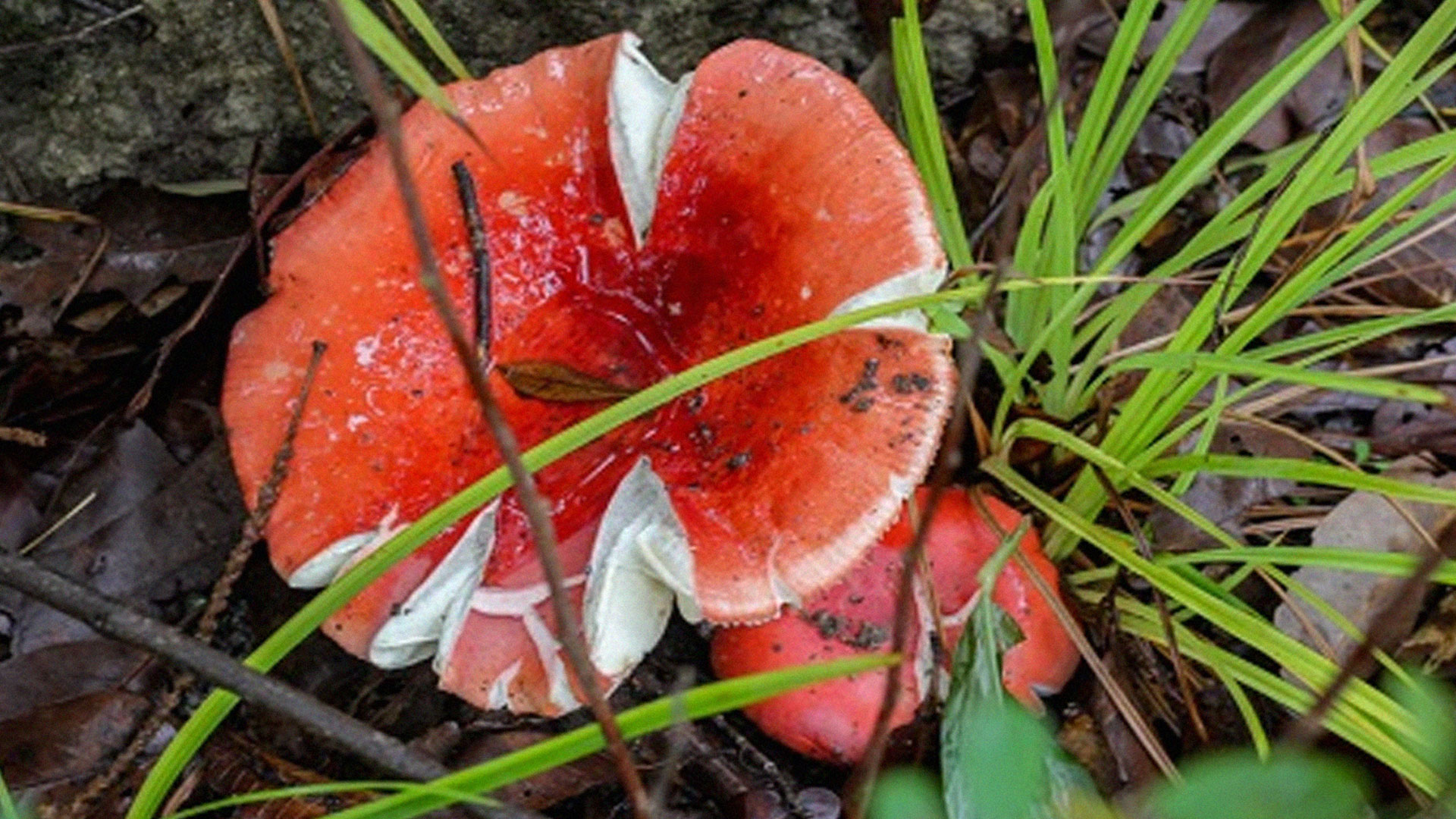 เห็ดแดง2