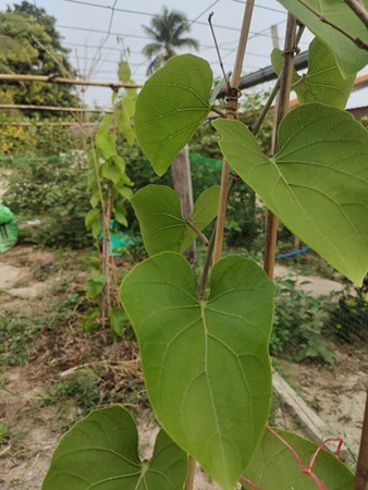 ใบผักอีนูน 1