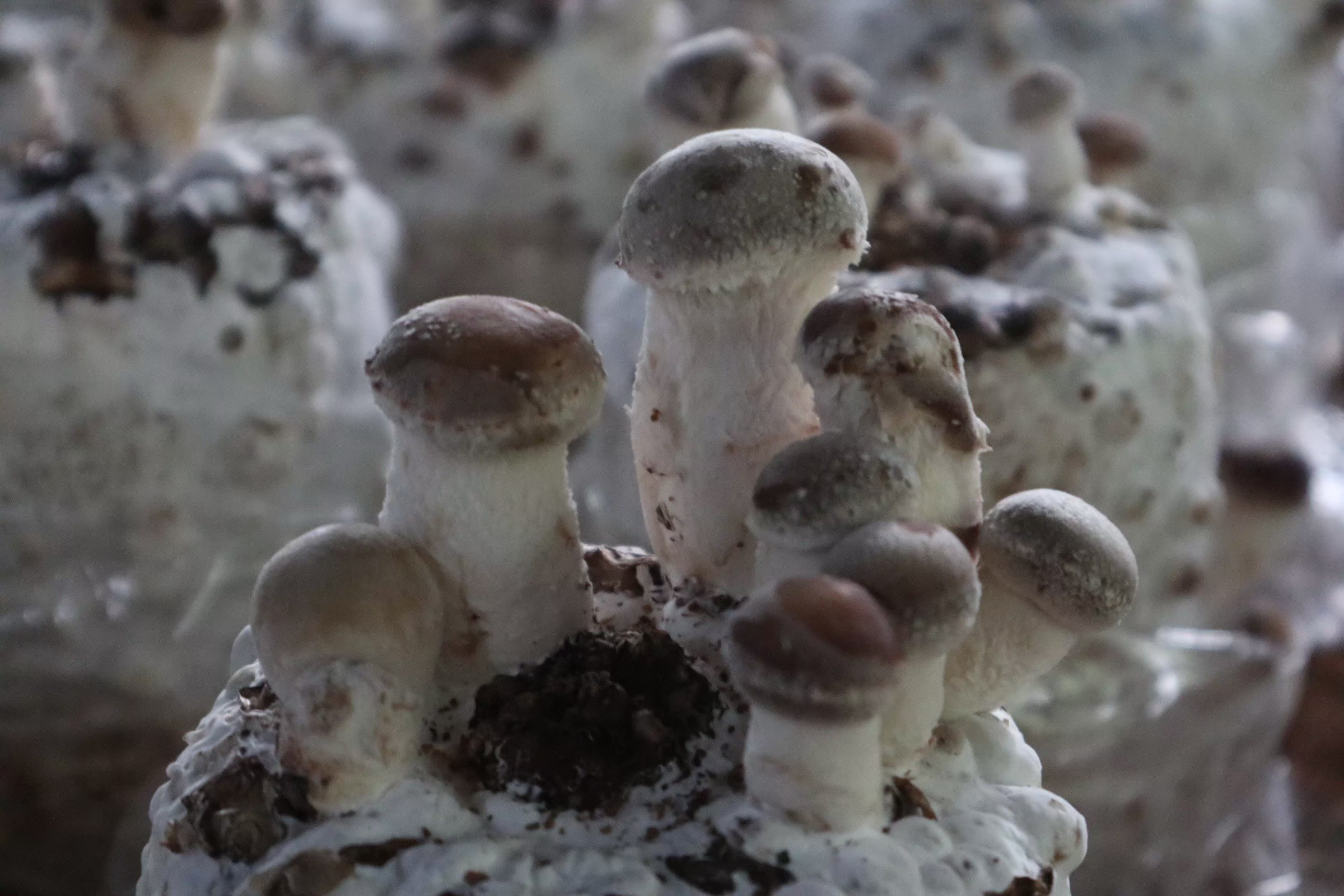 กรมวิชาการเกษตร ลุยถ่ายทอดเทคโนโลยีผลิตเห็ดแบบ Low Carbon ช่วยเกษตรกรสร้างรายได้หลักแสนบาทต่อปีอย่างยั่งยืน 3 002 1