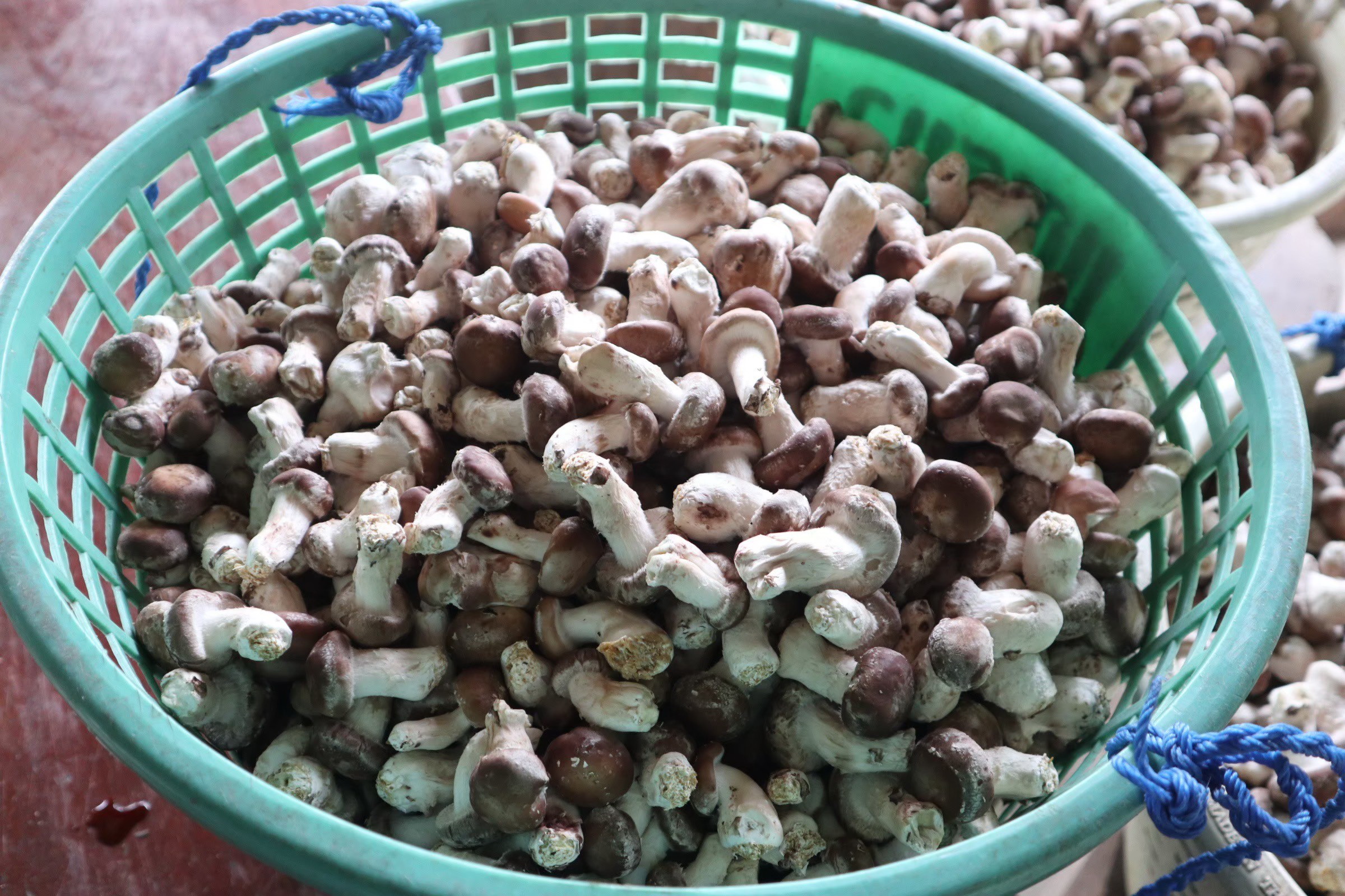 กรมวิชาการเกษตร ลุยถ่ายทอดเทคโนโลยีผลิตเห็ดแบบ Low Carbon ช่วยเกษตรกรสร้างรายได้หลักแสนบาทต่อปีอย่างยั่งยืน 10 003 1