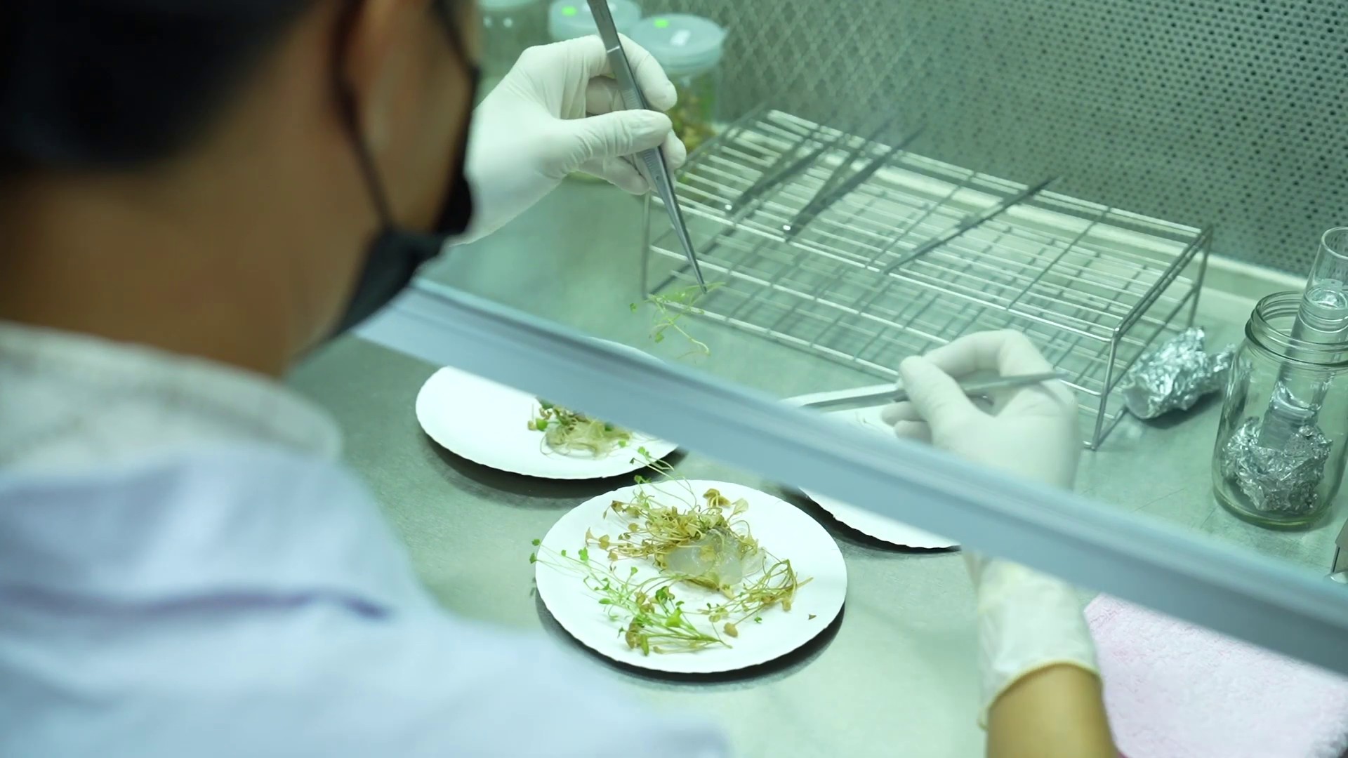 กรมวิชาการเกษตร ใส่เกียร์เดินหน้าพัฒนาพันธุ์พืชด้วยเทคโนโลยีจีโนมเตรียมพร้อมเป็น Seed hub ยกระดับรายได้เกษตรกรไทย 4 003