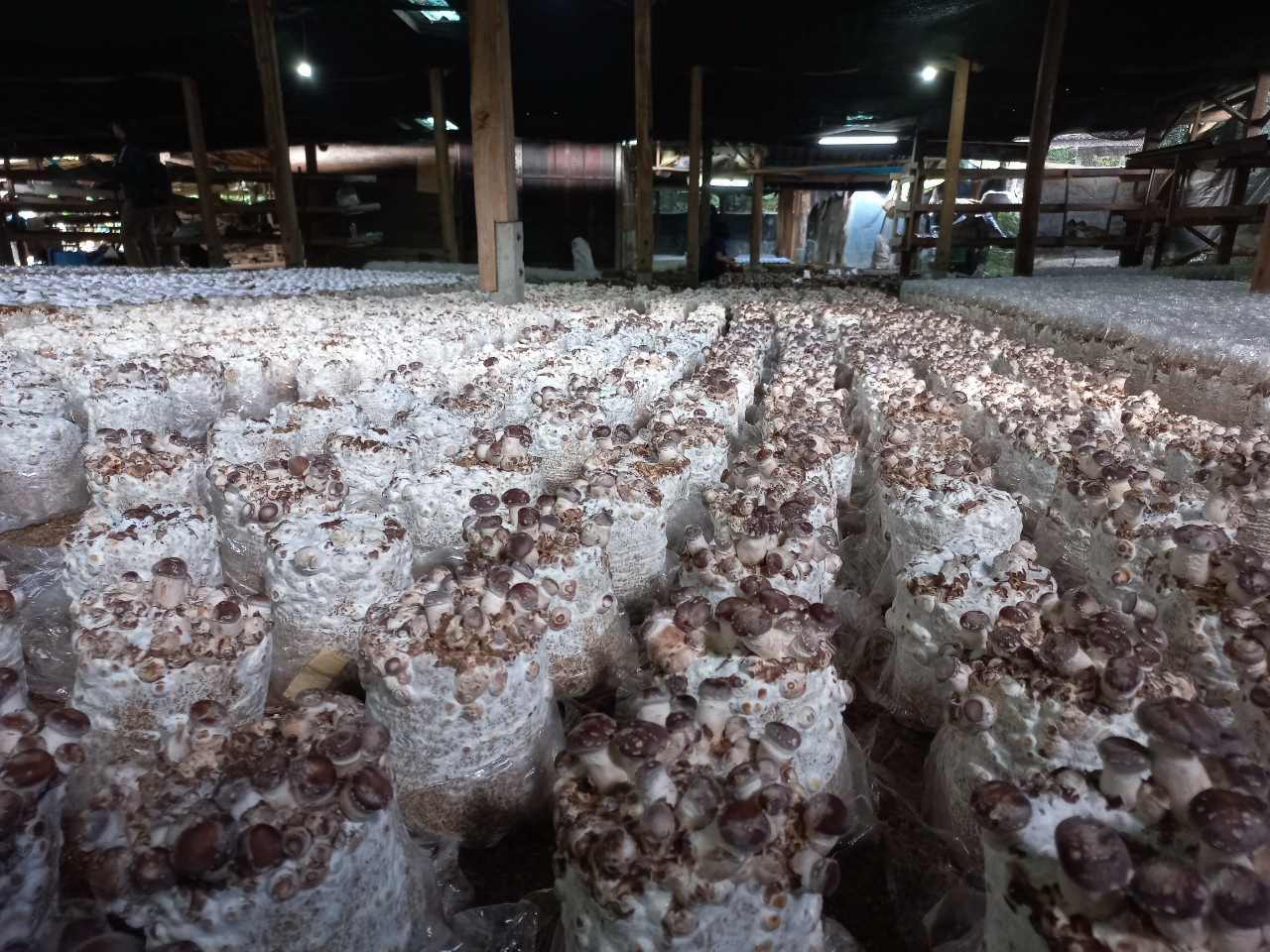 กรมวิชาการเกษตร ลุยถ่ายทอดเทคโนโลยีผลิตเห็ดแบบ Low Carbon ช่วยเกษตรกรสร้างรายได้หลักแสนบาทต่อปีอย่างยั่งยืน 6 004 1