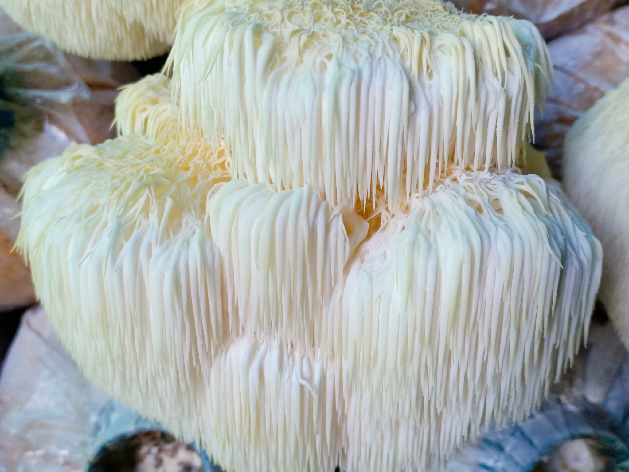 กรมวิชาการเกษตร ลุยถ่ายทอดเทคโนโลยีผลิตเห็ดแบบ Low Carbon ช่วยเกษตรกรสร้างรายได้หลักแสนบาทต่อปีอย่างยั่งยืน 5 005 1