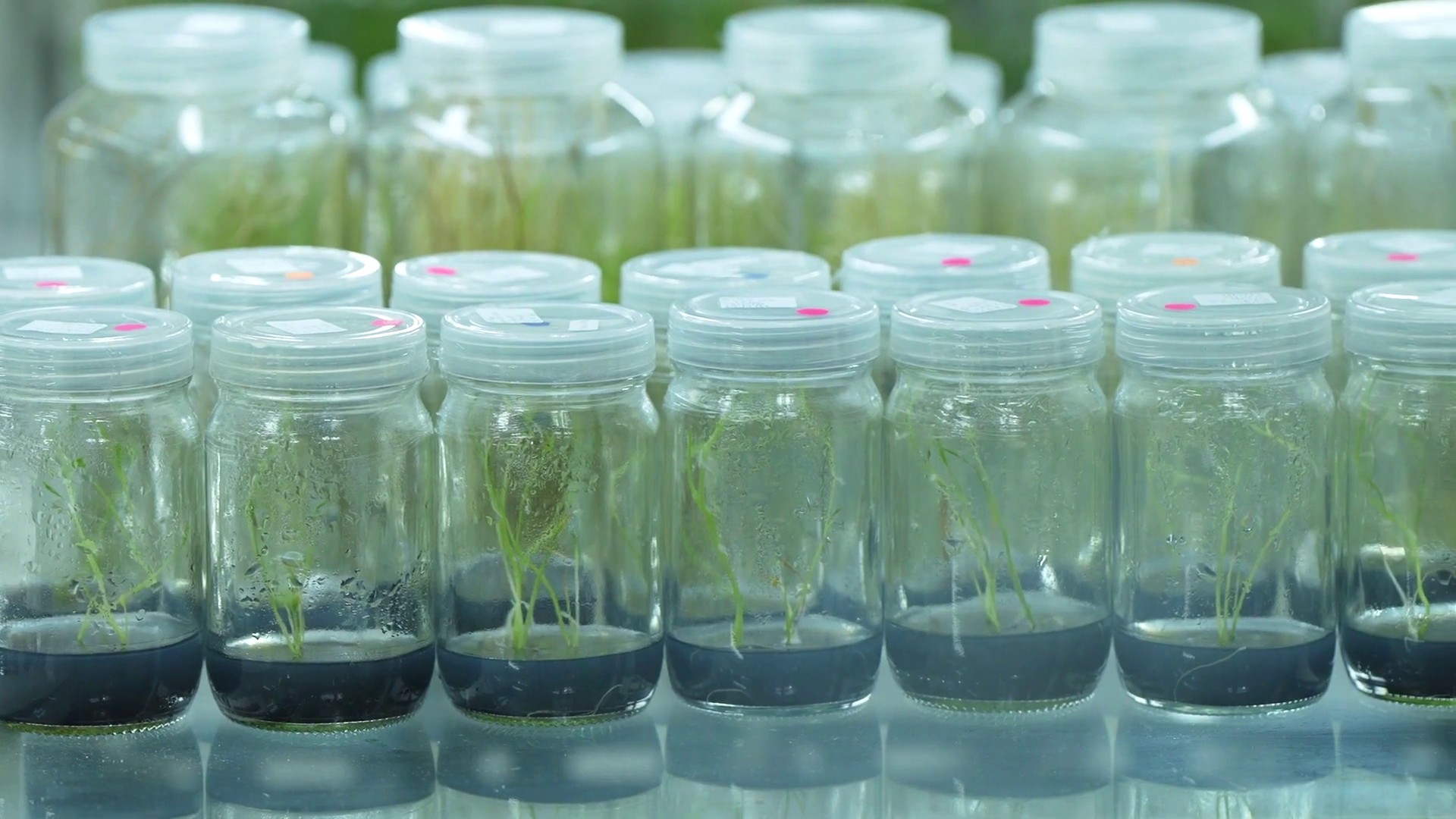 กรมวิชาการเกษตร ใส่เกียร์เดินหน้าพัฒนาพันธุ์พืชด้วยเทคโนโลยีจีโนมเตรียมพร้อมเป็น Seed hub ยกระดับรายได้เกษตรกรไทย 3 005