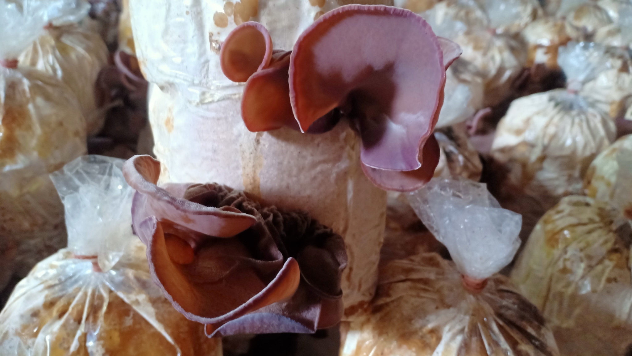 กรมวิชาการเกษตร ลุยถ่ายทอดเทคโนโลยีผลิตเห็ดแบบ Low Carbon ช่วยเกษตรกรสร้างรายได้หลักแสนบาทต่อปีอย่างยั่งยืน 4 006 1