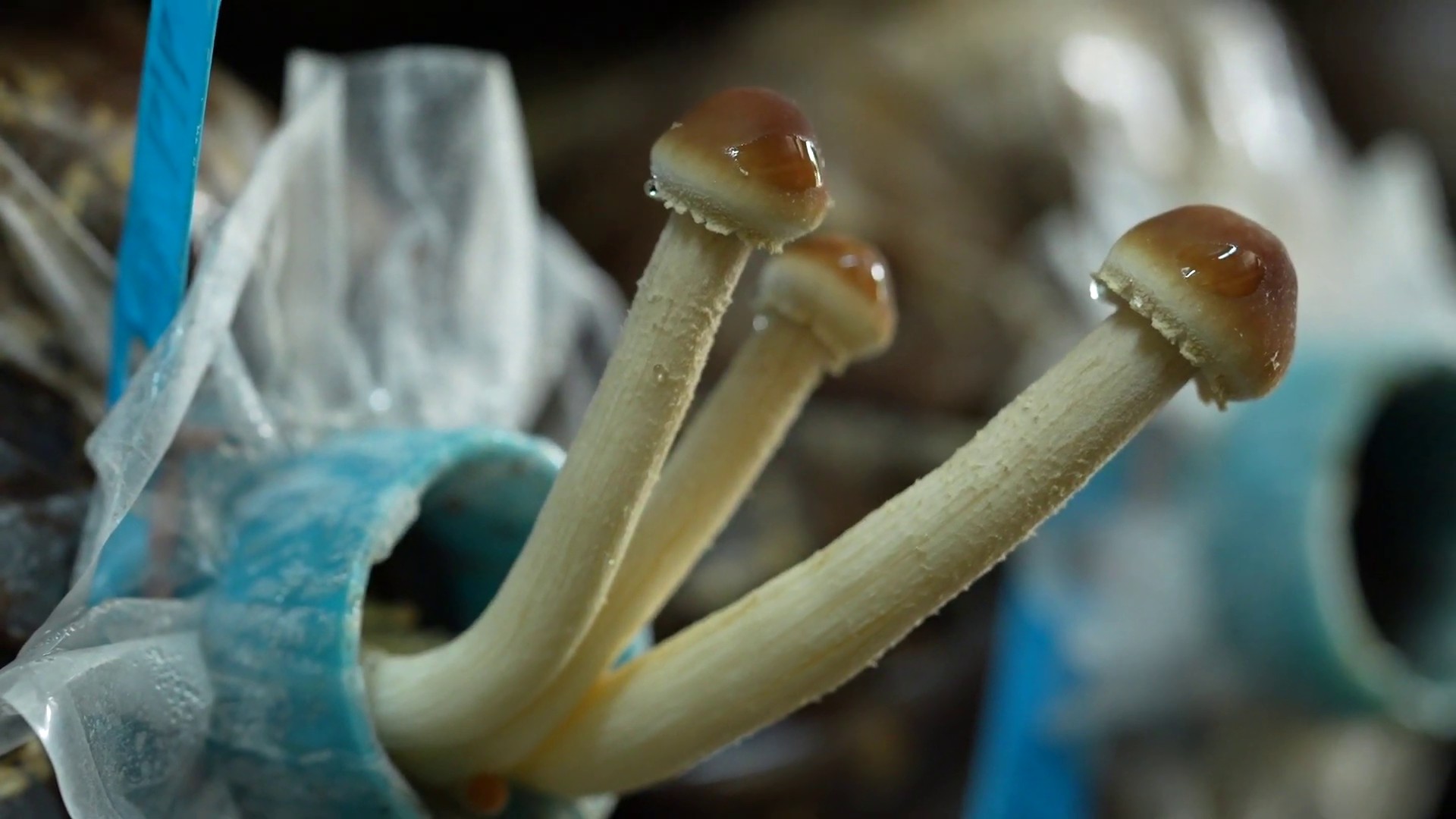 กรมวิชาการเกษตร ใส่เกียร์เดินหน้าพัฒนาพันธุ์พืชด้วยเทคโนโลยีจีโนมเตรียมพร้อมเป็น Seed hub ยกระดับรายได้เกษตรกรไทย 6 006