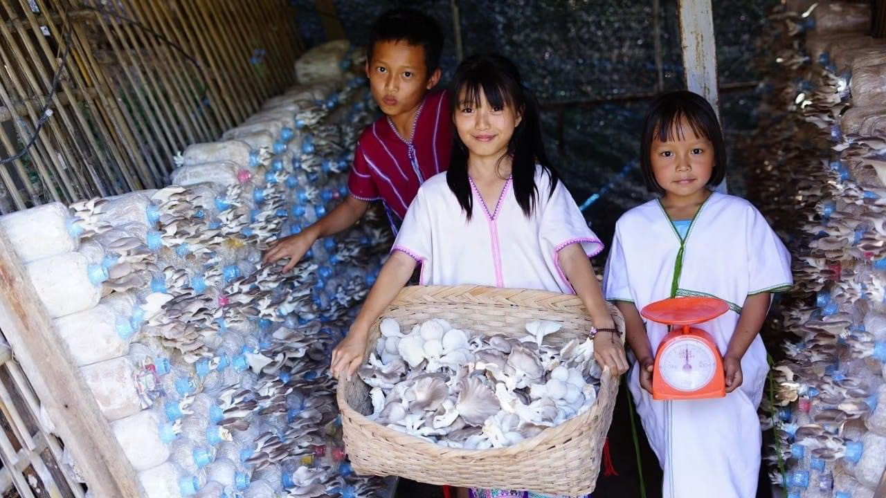 กรมวิชาการเกษตร ลุยถ่ายทอดเทคโนโลยีผลิตเห็ดแบบ Low Carbon ช่วยเกษตรกรสร้างรายได้หลักแสนบาทต่อปีอย่างยั่งยืน 7 008 1