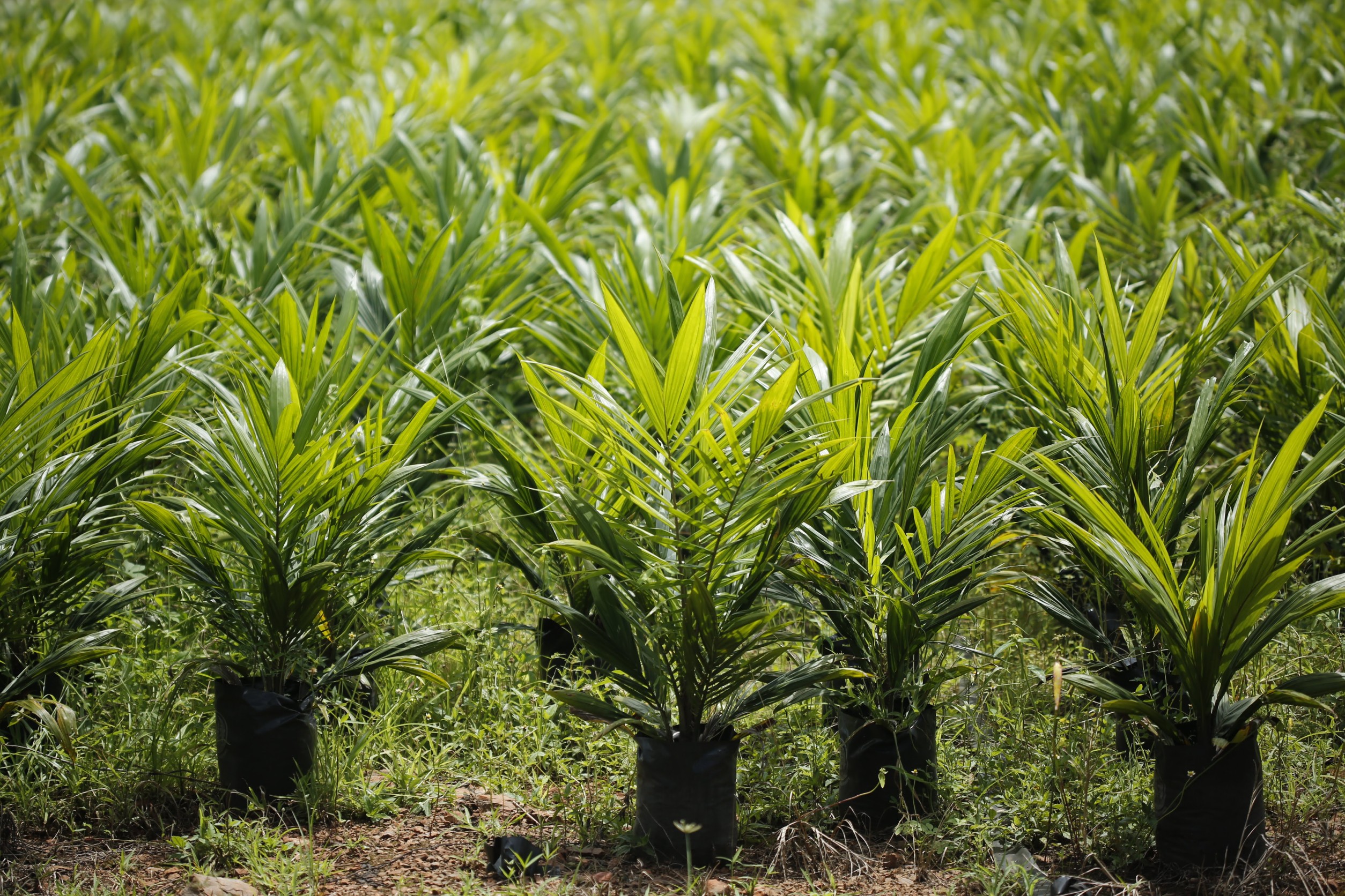 กรมวิชาการเกษตร ใส่เกียร์เดินหน้าพัฒนาพันธุ์พืชด้วยเทคโนโลยีจีโนมเตรียมพร้อมเป็น Seed hub ยกระดับรายได้เกษตรกรไทย 10 008