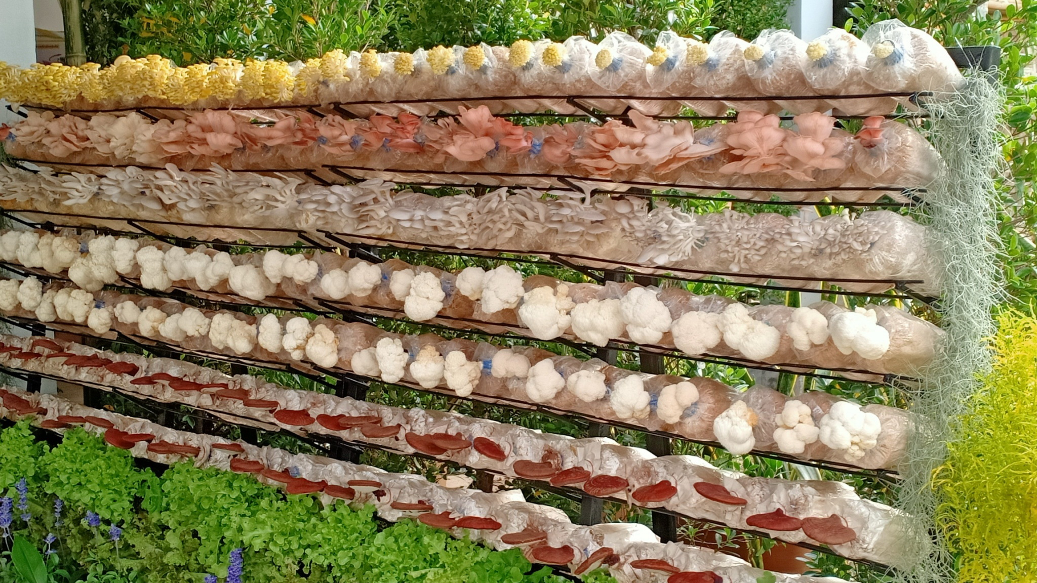 กรมวิชาการเกษตร ลุยถ่ายทอดเทคโนโลยีผลิตเห็ดแบบ Low Carbon ช่วยเกษตรกรสร้างรายได้หลักแสนบาทต่อปีอย่างยั่งยืน 9 009 1