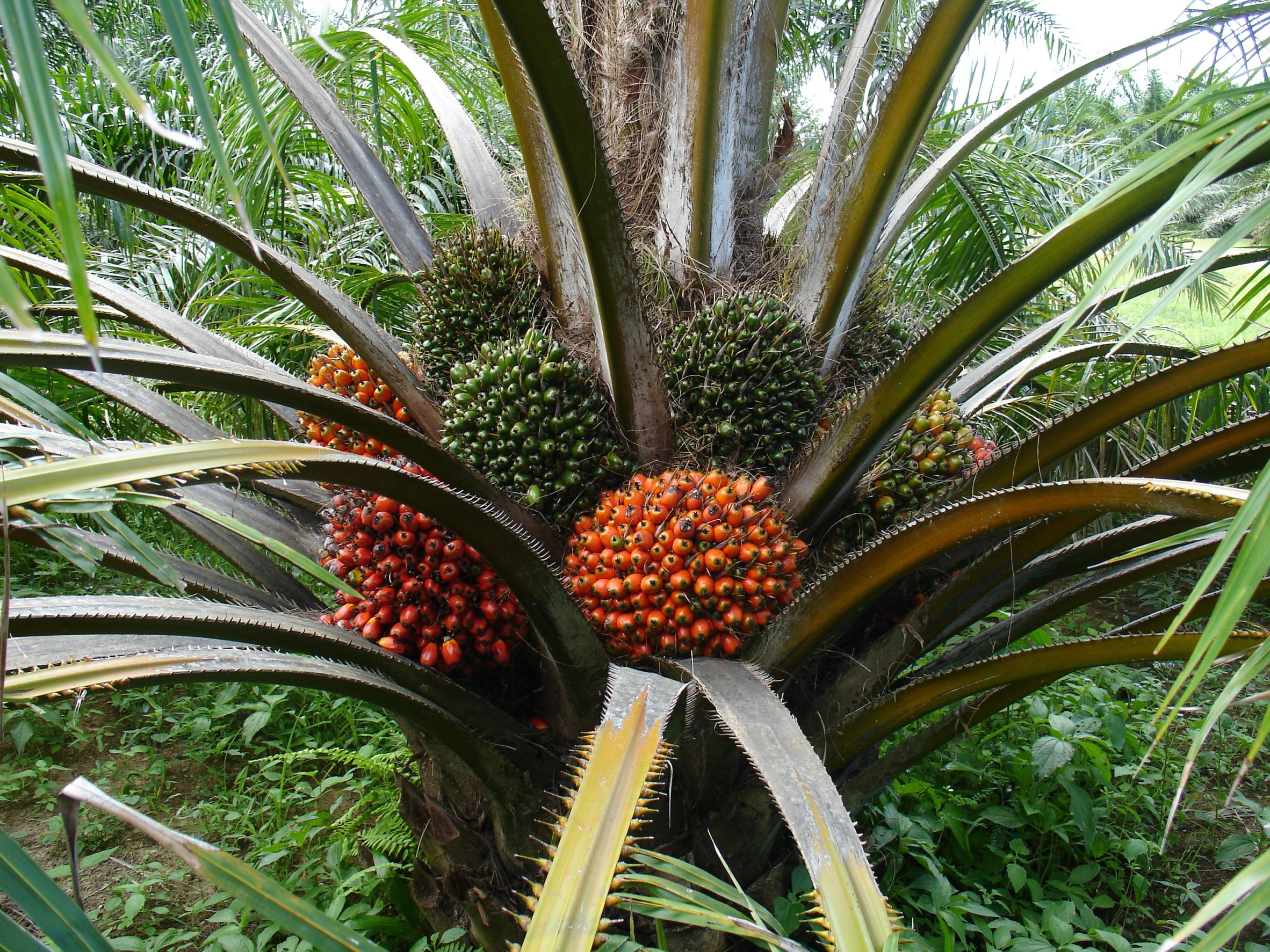 กรมวิชาการเกษตร ใส่เกียร์เดินหน้าพัฒนาพันธุ์พืชด้วยเทคโนโลยีจีโนมเตรียมพร้อมเป็น Seed hub ยกระดับรายได้เกษตรกรไทย 9 009