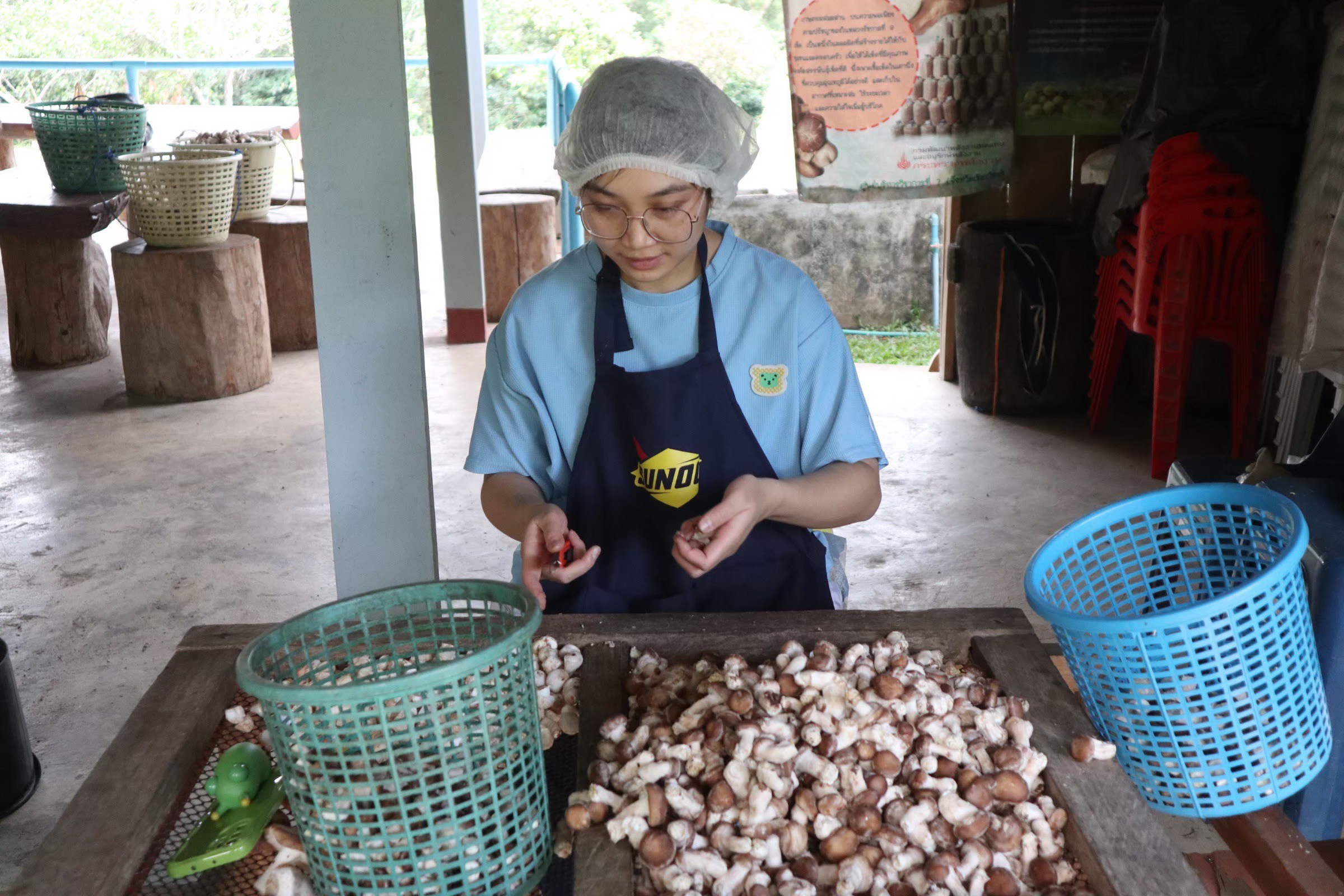 กรมวิชาการเกษตร ลุยถ่ายทอดเทคโนโลยีผลิตเห็ดแบบ Low Carbon ช่วยเกษตรกรสร้างรายได้หลักแสนบาทต่อปีอย่างยั่งยืน 8 010 1