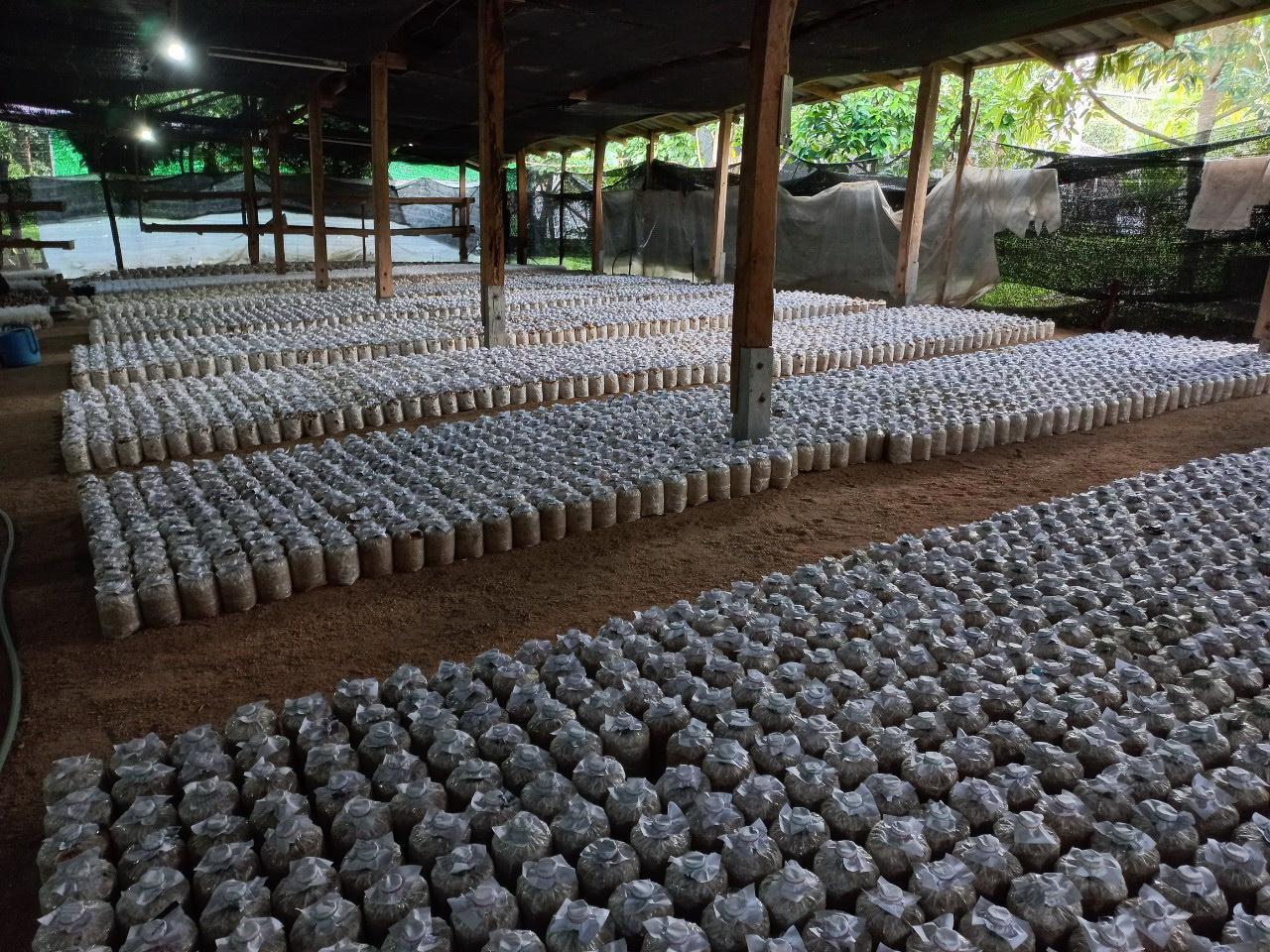 กรมวิชาการเกษตร ลุยถ่ายทอดเทคโนโลยีผลิตเห็ดแบบ Low Carbon ช่วยเกษตรกรสร้างรายได้หลักแสนบาทต่อปีอย่างยั่งยืน 12 011