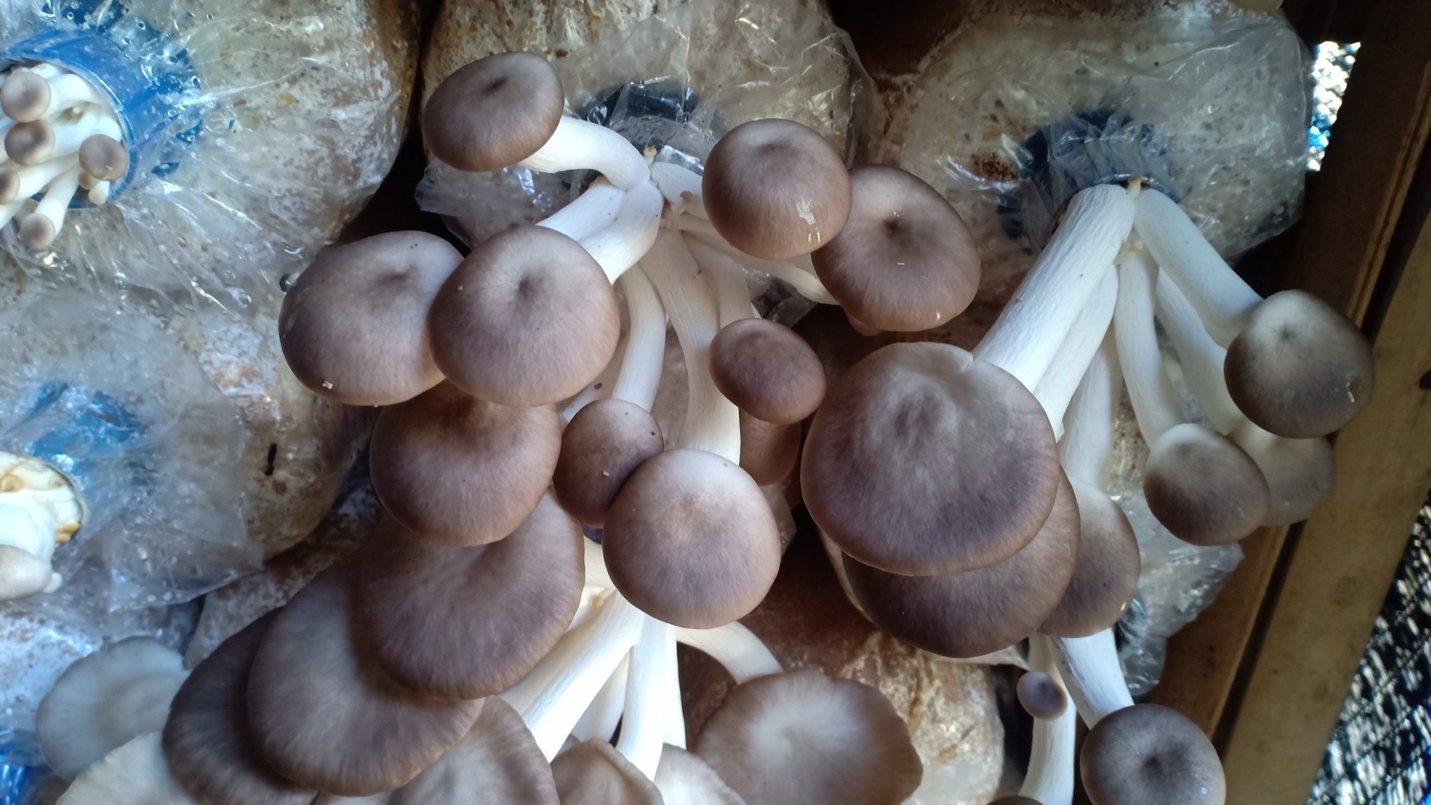 กรมวิชาการเกษตร ลุยถ่ายทอดเทคโนโลยีผลิตเห็ดแบบ Low Carbon ช่วยเกษตรกรสร้างรายได้หลักแสนบาทต่อปีอย่างยั่งยืน 15 012