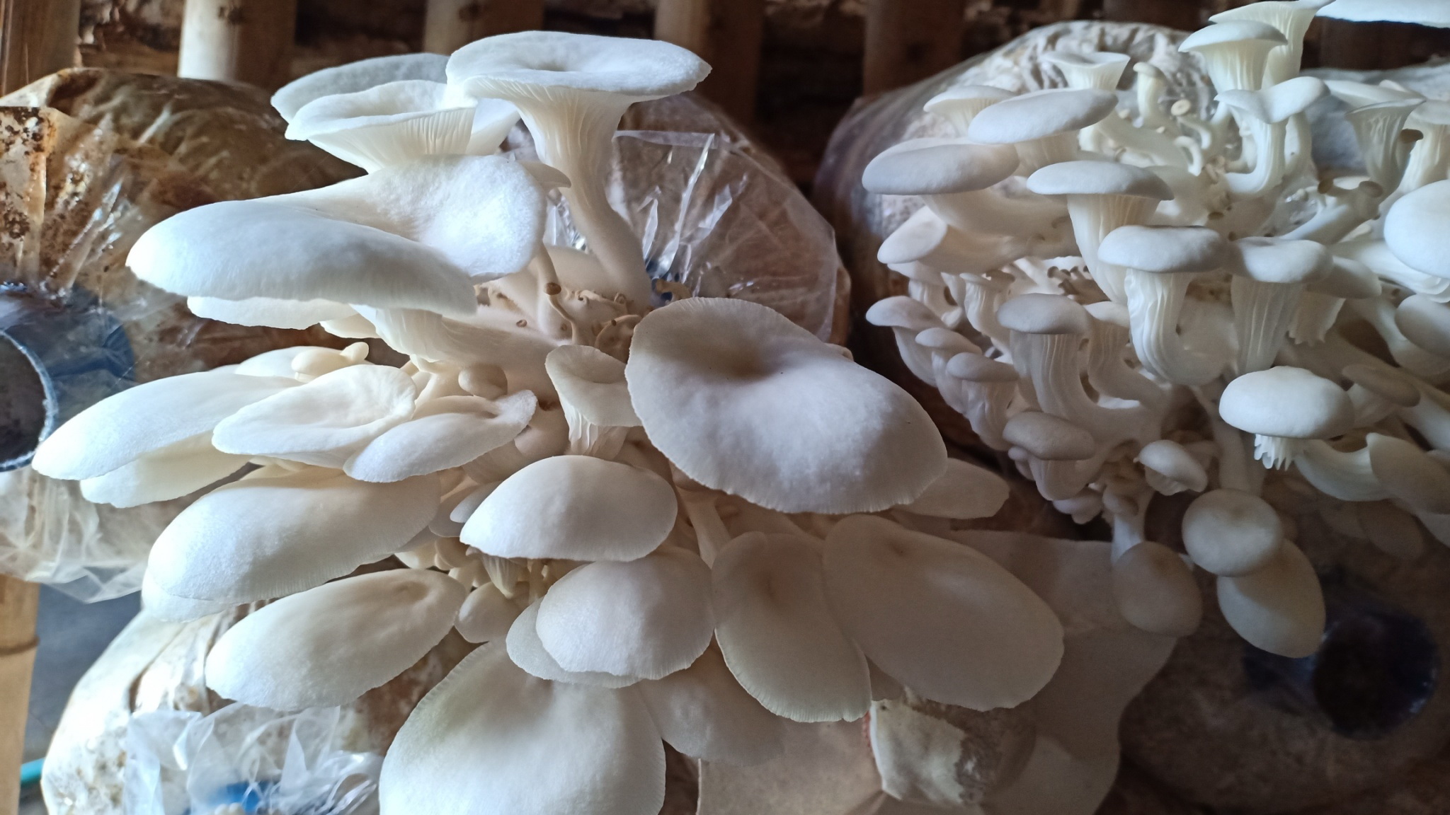 กรมวิชาการเกษตร ลุยถ่ายทอดเทคโนโลยีผลิตเห็ดแบบ Low Carbon ช่วยเกษตรกรสร้างรายได้หลักแสนบาทต่อปีอย่างยั่งยืน 14 013