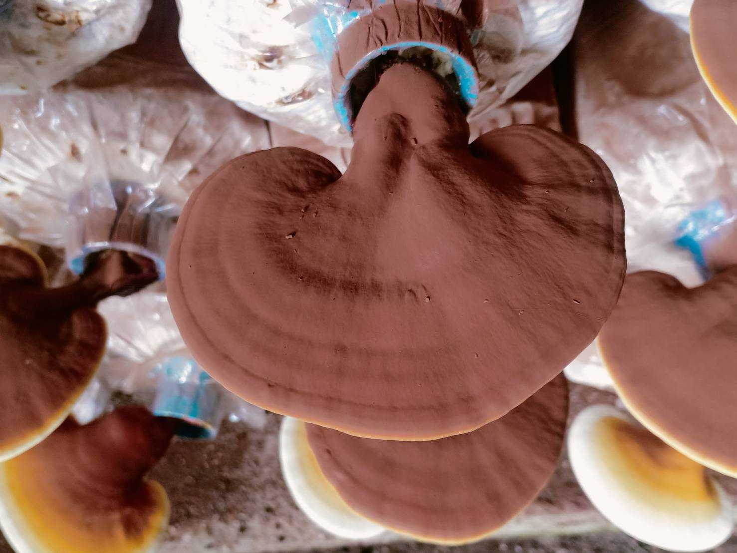 กรมวิชาการเกษตร ลุยถ่ายทอดเทคโนโลยีผลิตเห็ดแบบ Low Carbon ช่วยเกษตรกรสร้างรายได้หลักแสนบาทต่อปีอย่างยั่งยืน 13 014